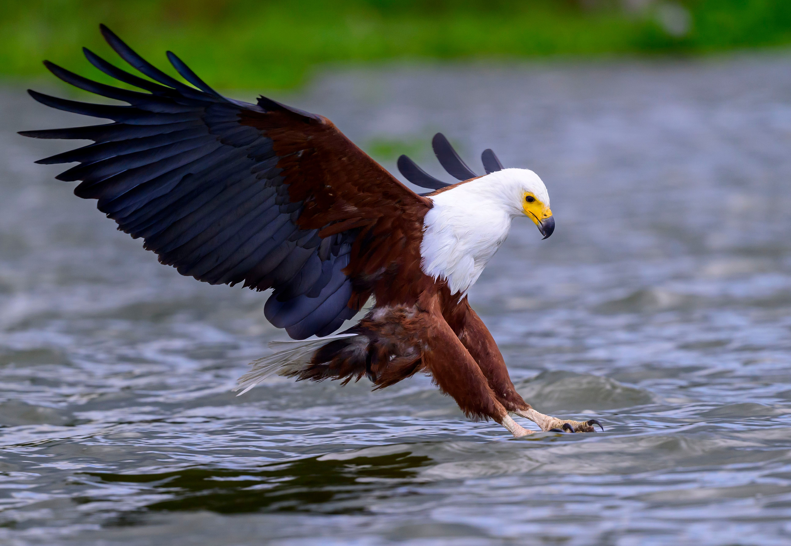 Кения. Wildlife photography by Sergey Puponin