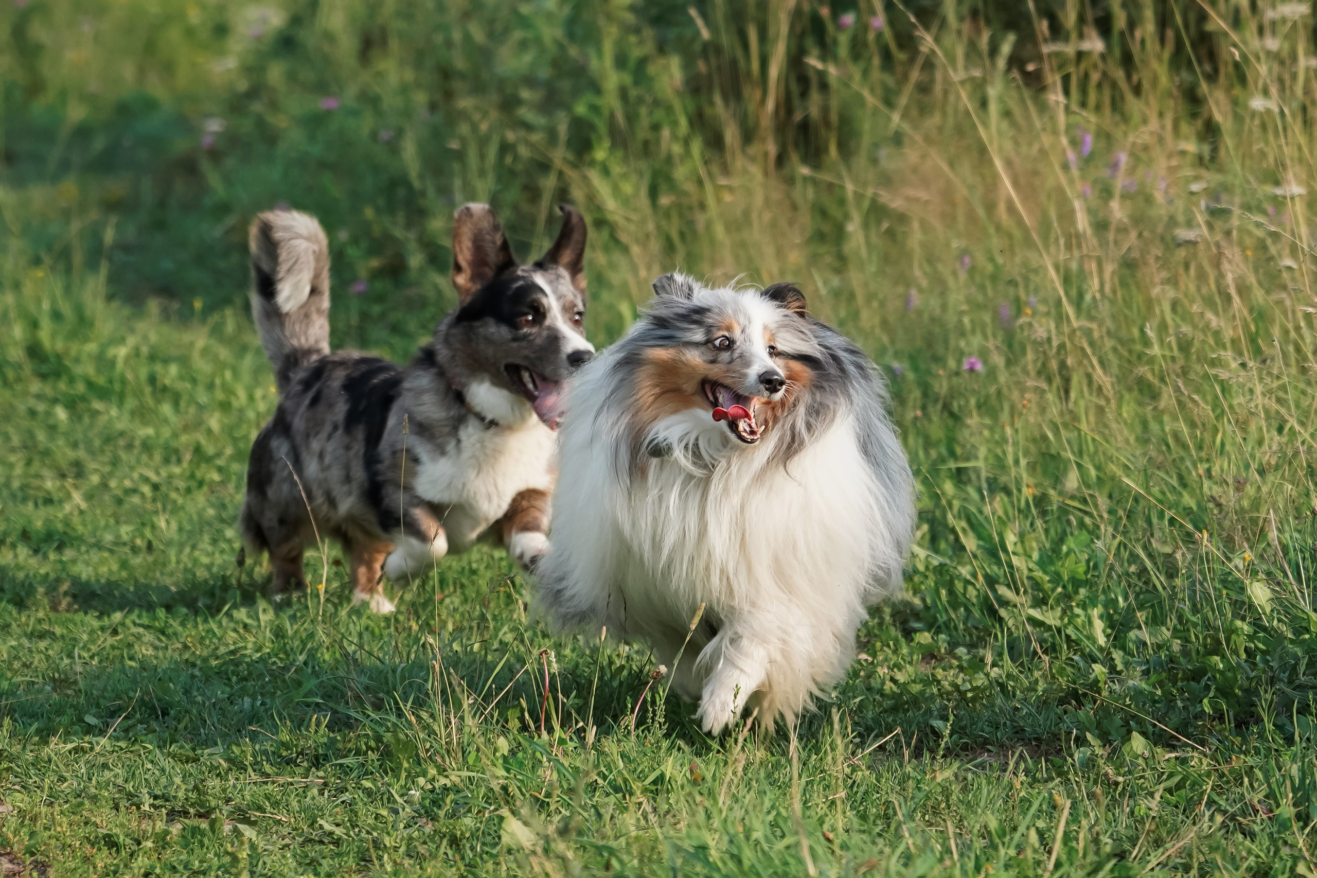 Прогулки. Фотограф-анималист, портретный фотограф в Чебоксарах Мария Садыкова