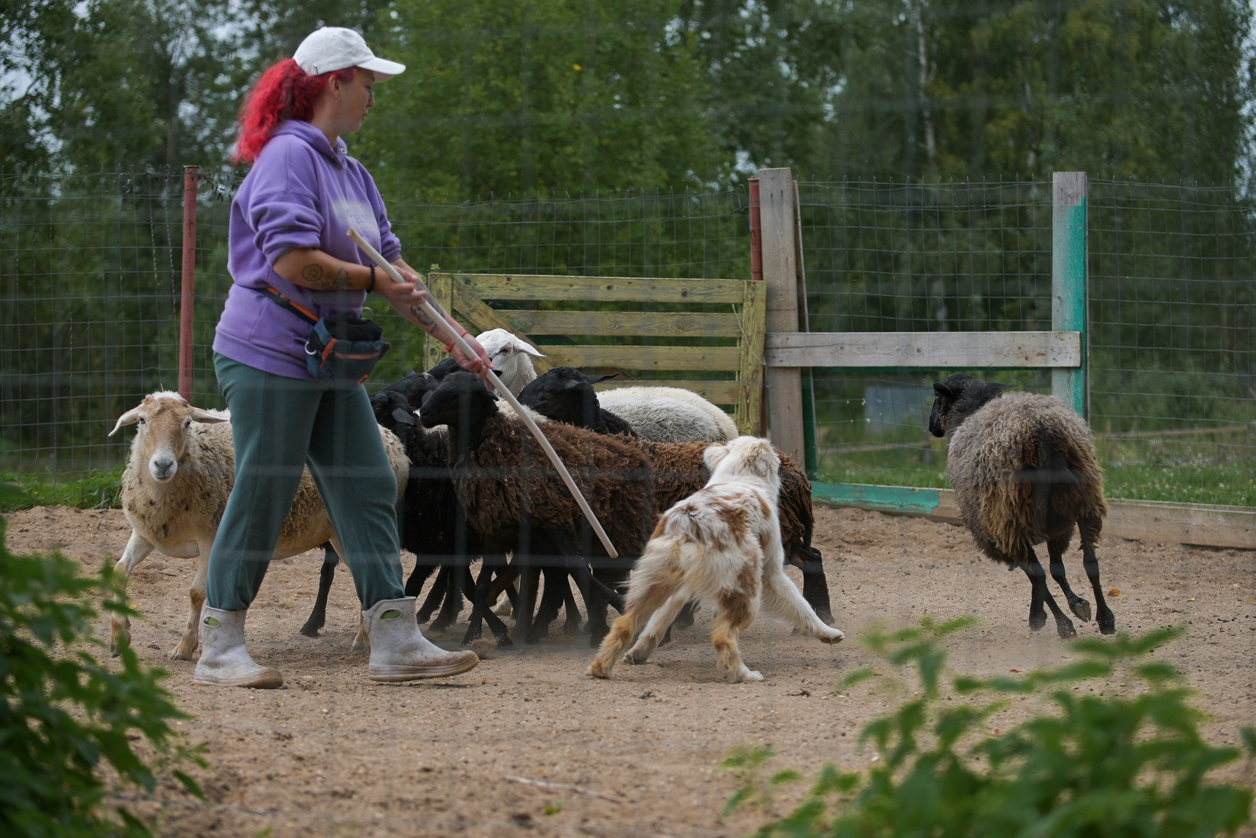 Пастьба собак. Творческий фотограф Вологда