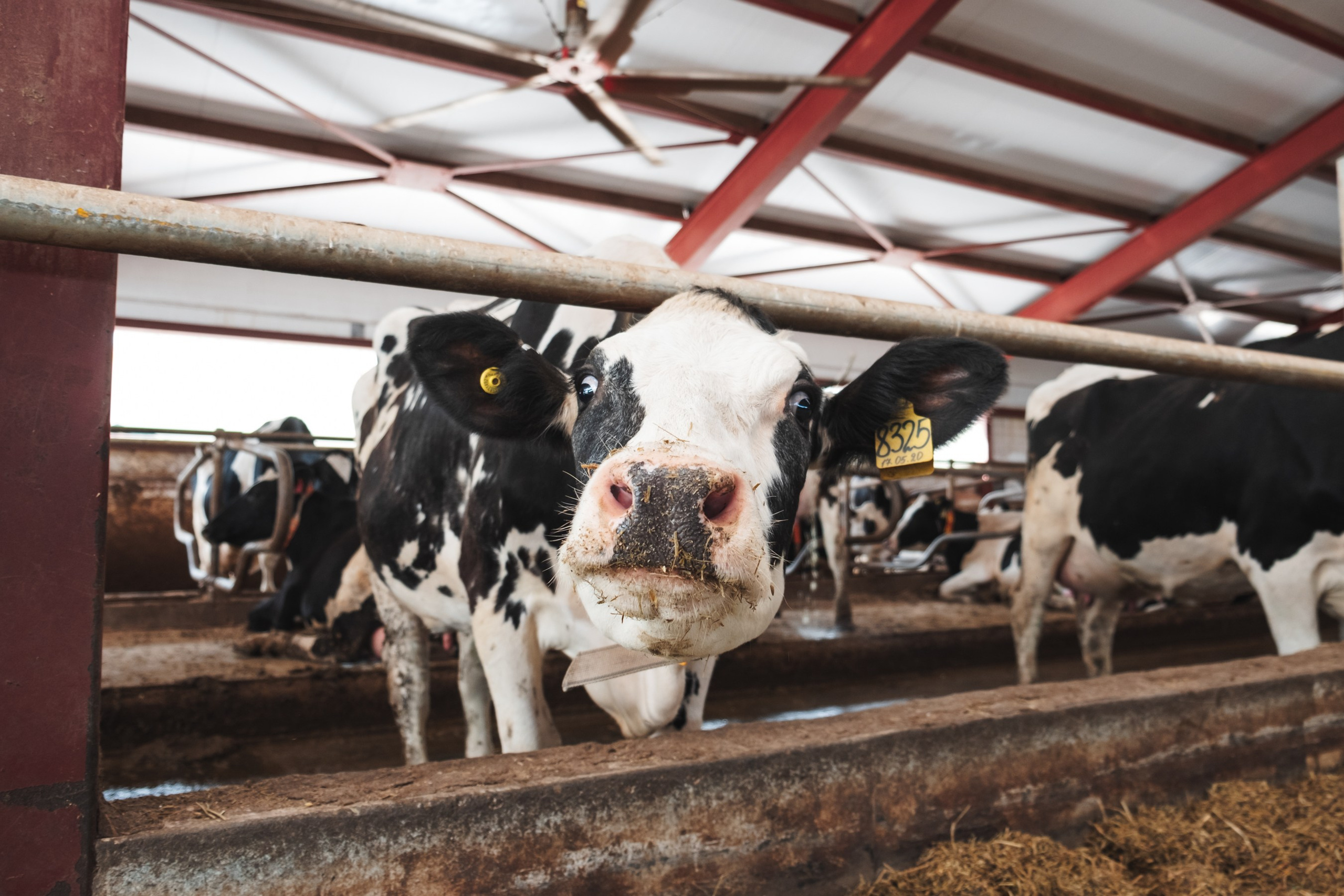 «Вятушка» и «РОСТСЕЛЬМАШ». Varankin denis