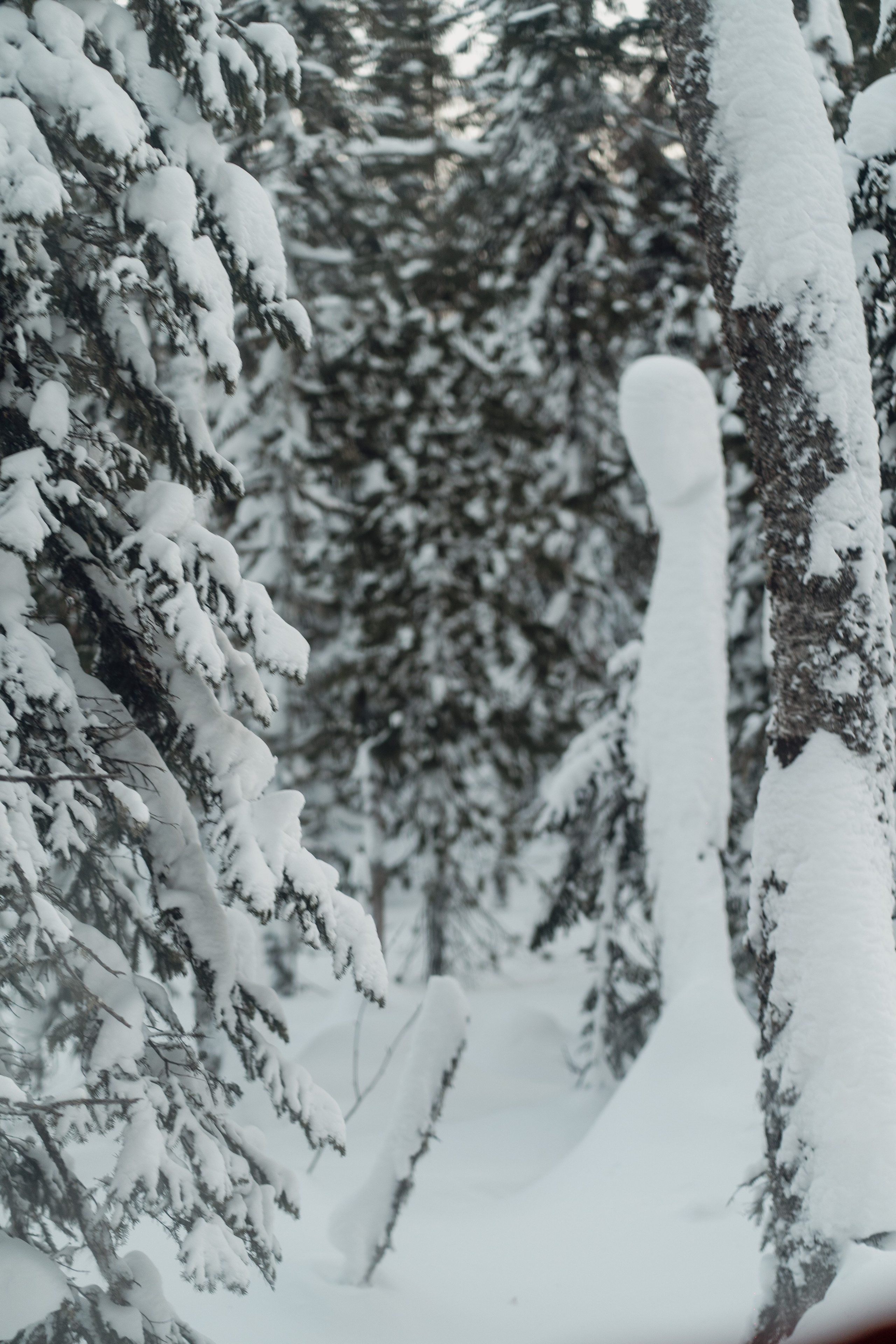 Mountain Patrol. Анастасия Паршукова — фотограф Шерегеш Новосибирск