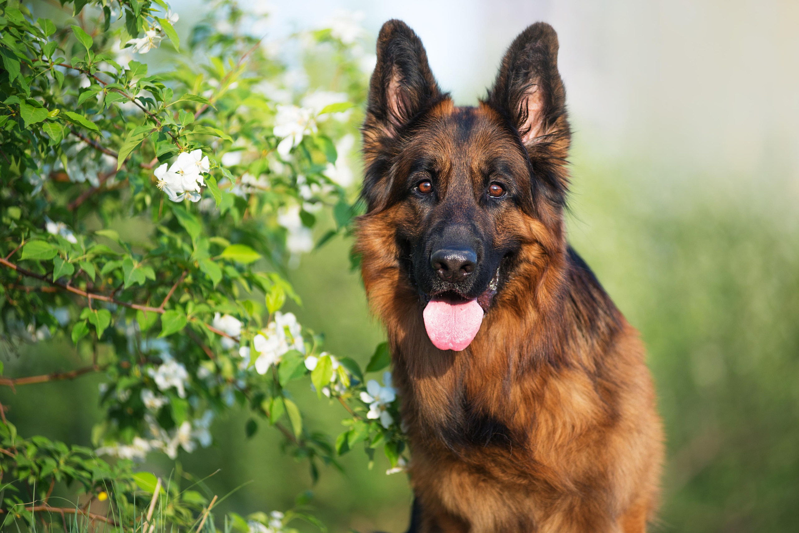 Немецкая овчарка Штерн Рэджен Маэстро. Дог-фотограф в Тюмени Александра Королева