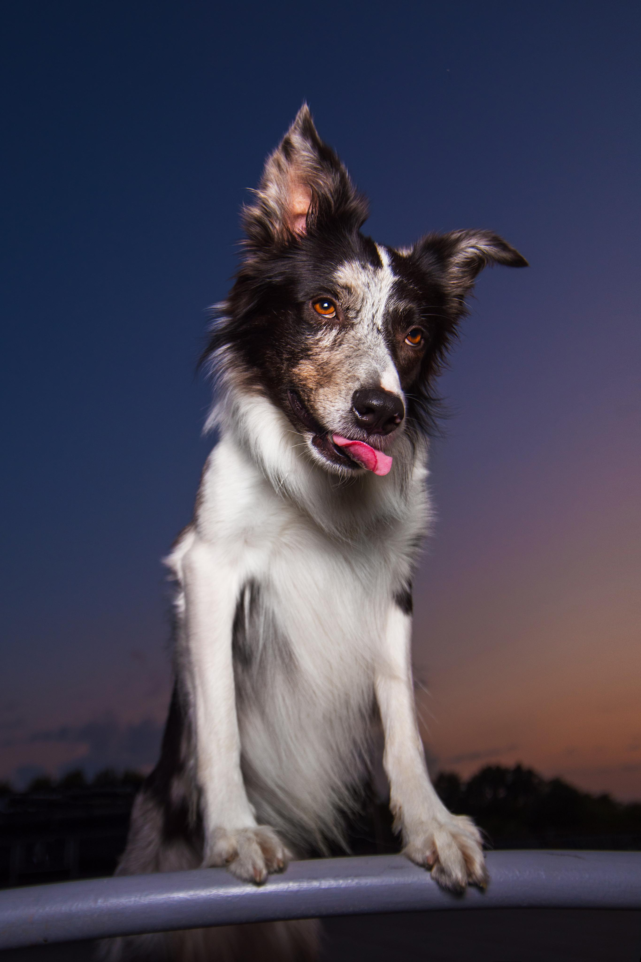 Мистер Тейси. Дог-фотограф в Тюмени Александра Королева