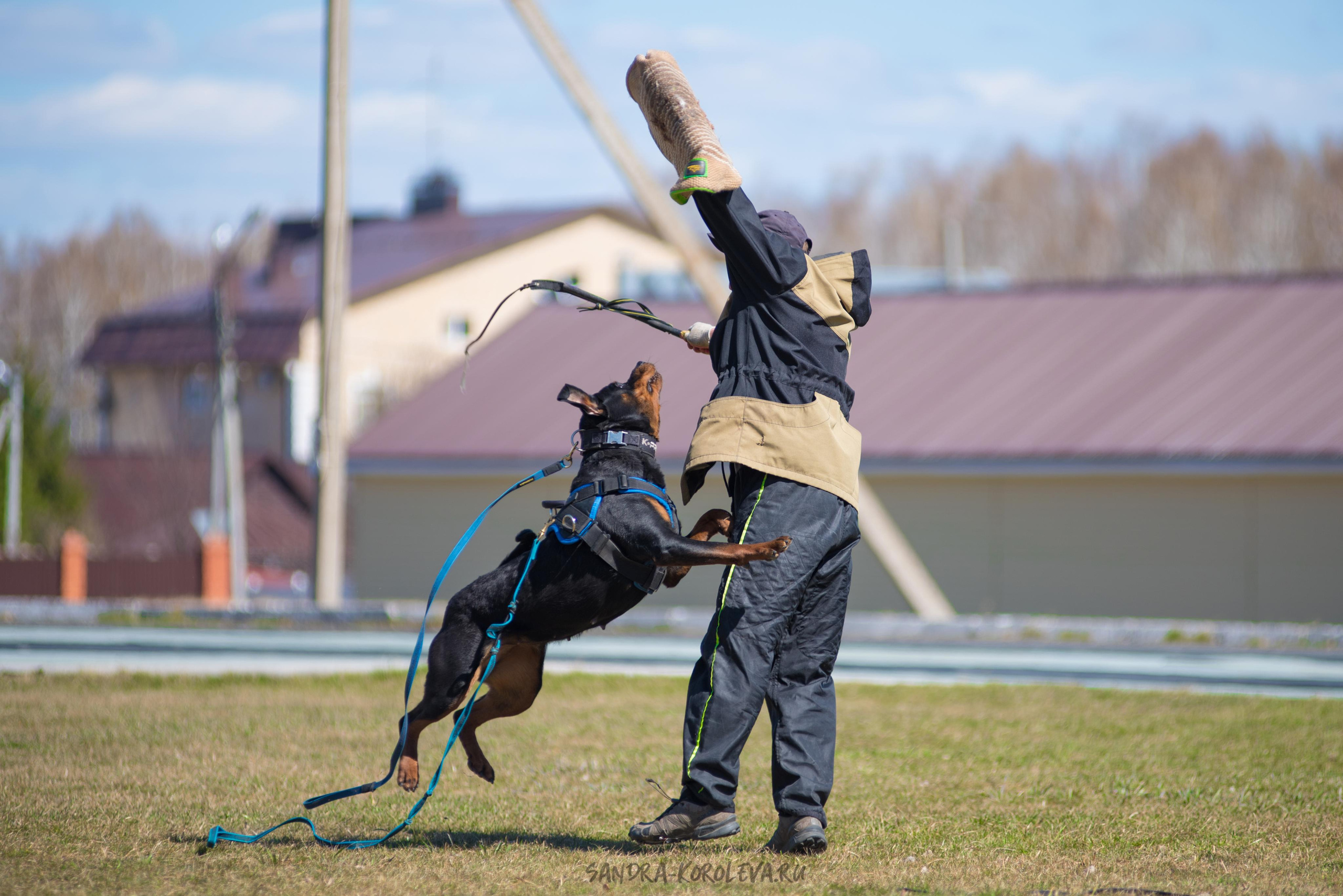Тренинг с Сергеем Усковым май 2021 г.Тюмень. Дог-фотограф в Тюмени Александра Королева