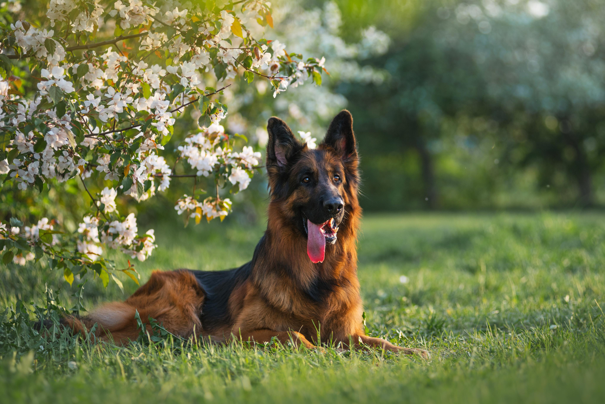 Немецкая овчарка Штерн Рэджен Маэстро. Дог-фотограф в Тюмени Александра Королева