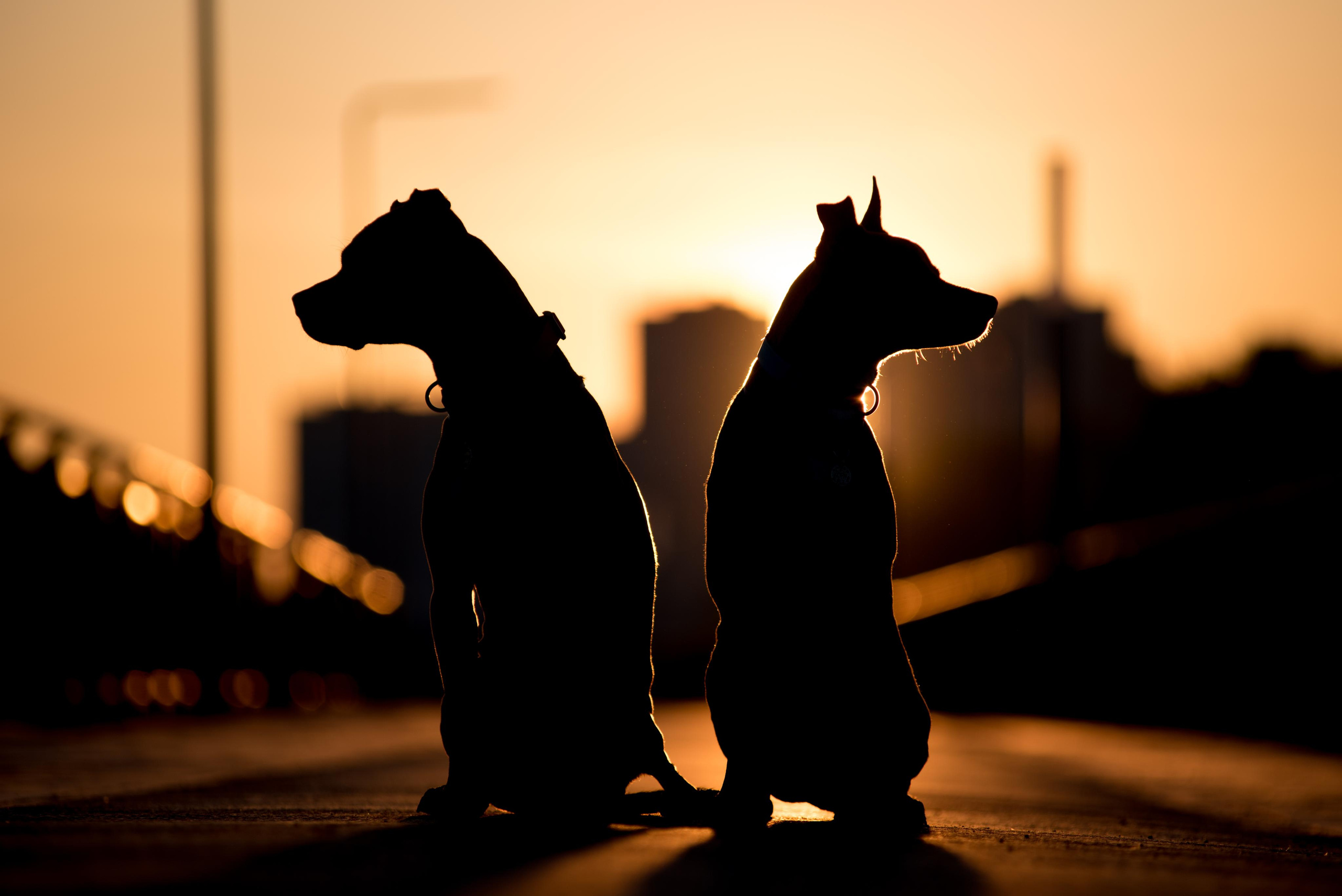 Лиза, Буня и Корж. Весна цветущая. Дог-фотограф в Тюмени Александра Королева