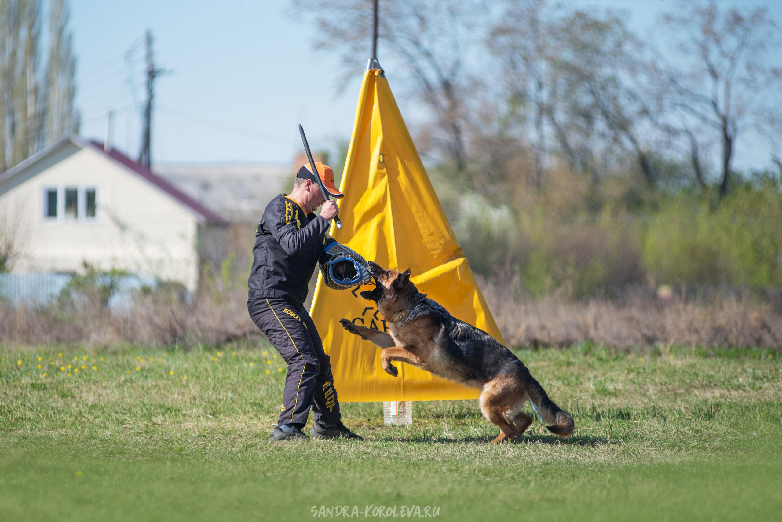 Монопородная выставка немецких овчарок 8 мая г. Челябинск. Дог-фотограф в Тюмени Александра Королева