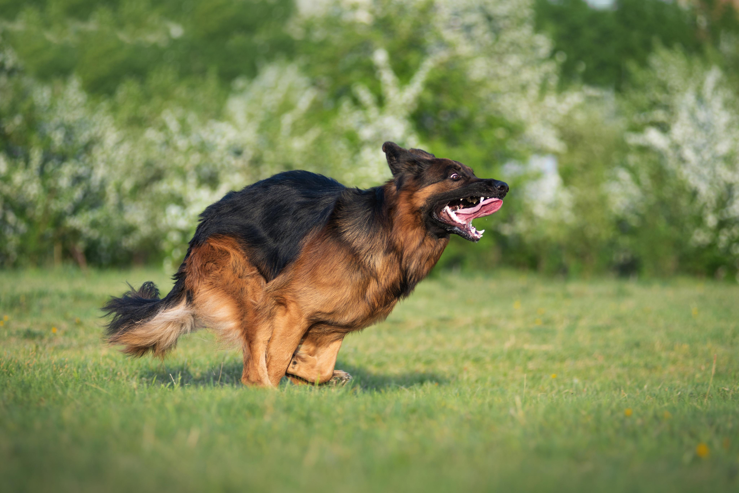 Немецкая овчарка Штерн Рэджен Маэстро. Дог-фотограф в Тюмени Александра Королева