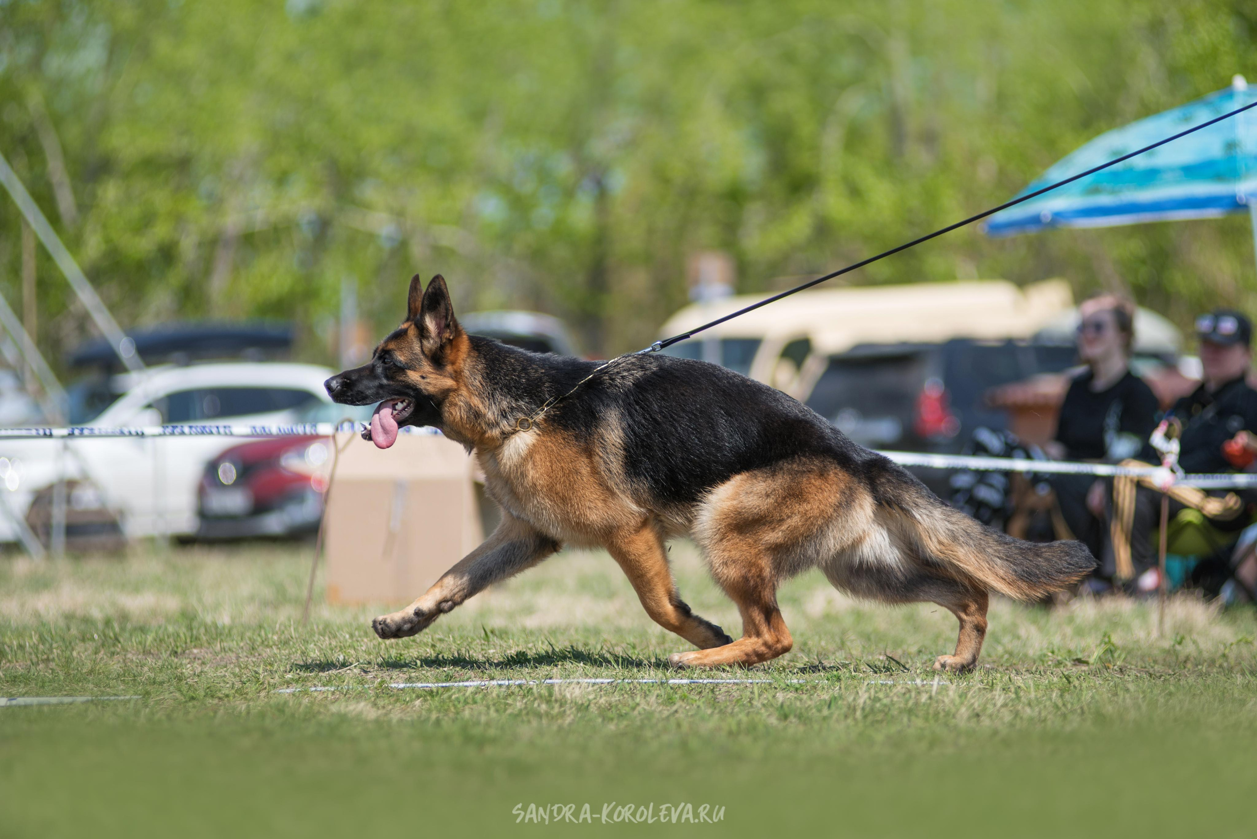 Монопородная выставка немецких овчарок 8 мая г. Челябинск. Дог-фотограф в Тюмени Александра Королева