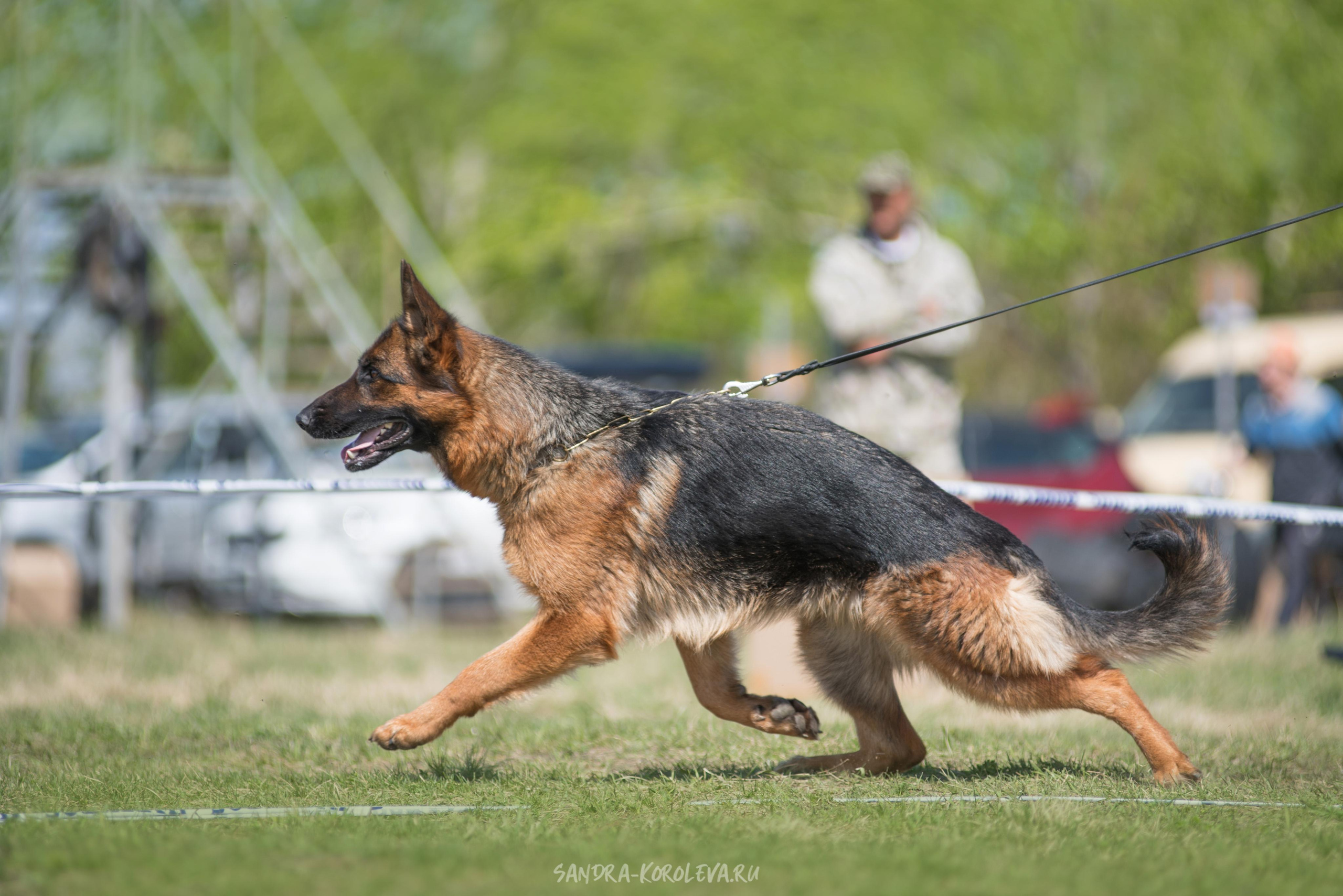 Монопородная выставка немецких овчарок 8 мая г. Челябинск. Дог-фотограф в Тюмени Александра Королева