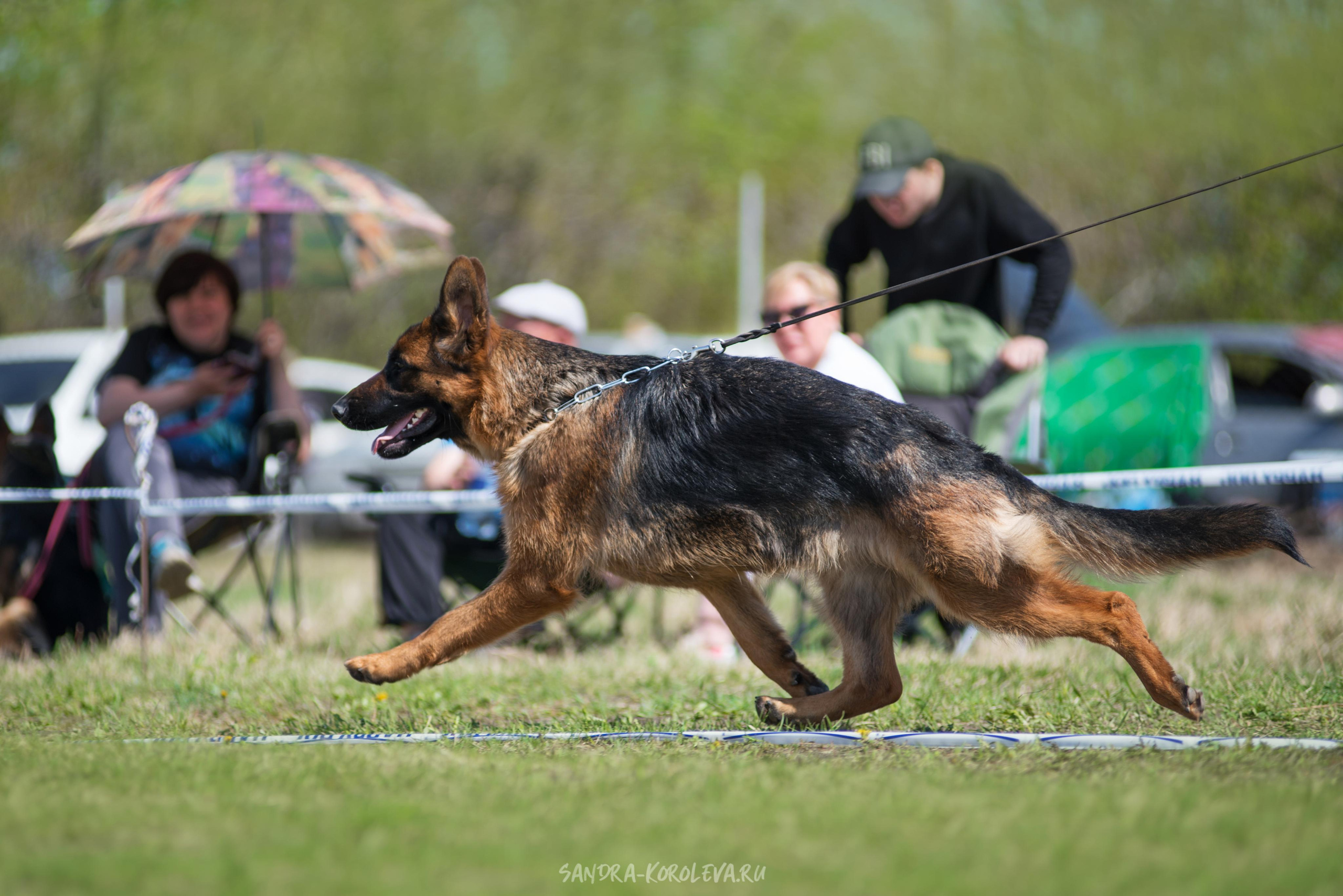 Монопородная выставка немецких овчарок 8 мая г. Челябинск. Дог-фотограф в Тюмени Александра Королева