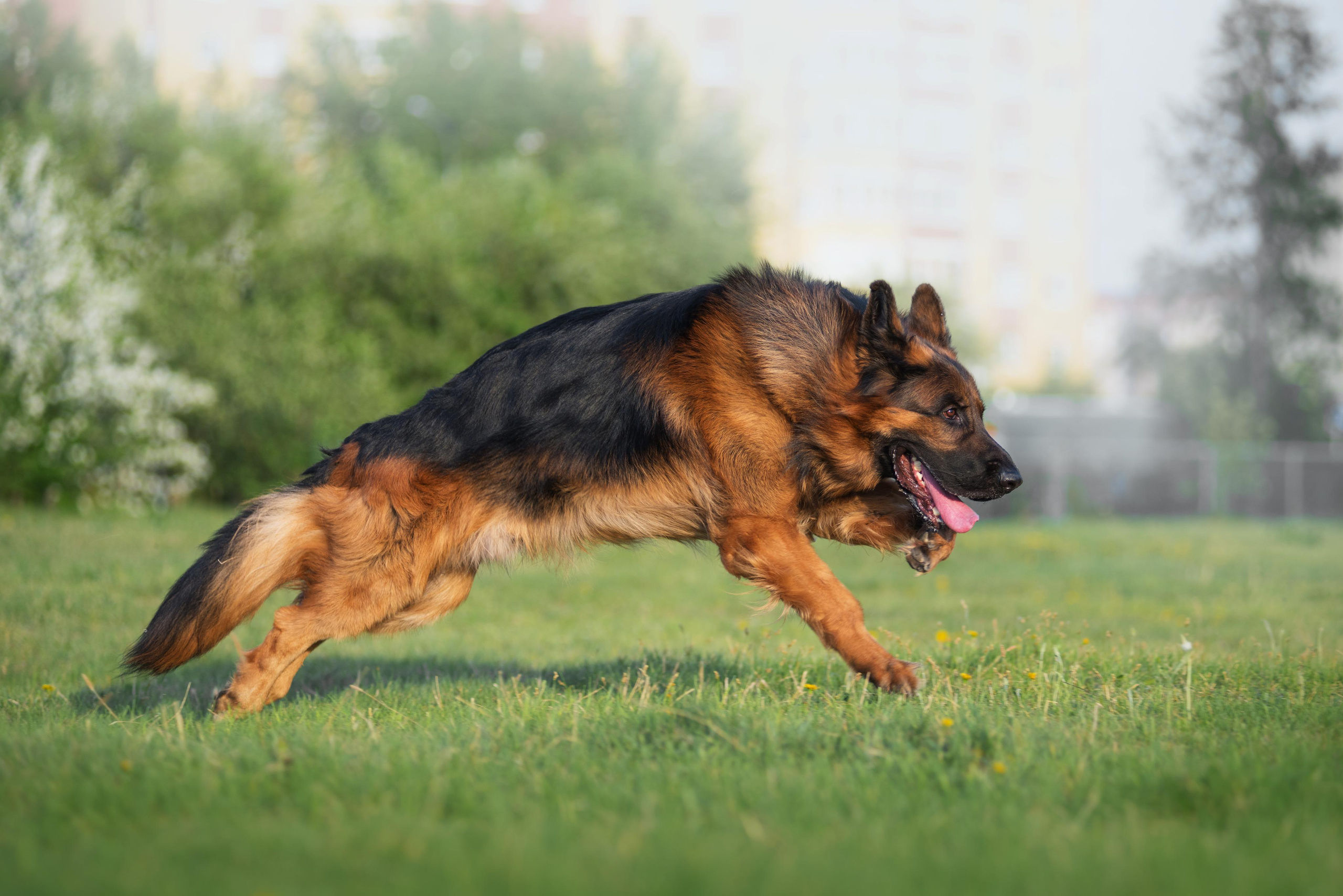 Немецкая овчарка Штерн Рэджен Маэстро. Дог-фотограф в Тюмени Александра Королева