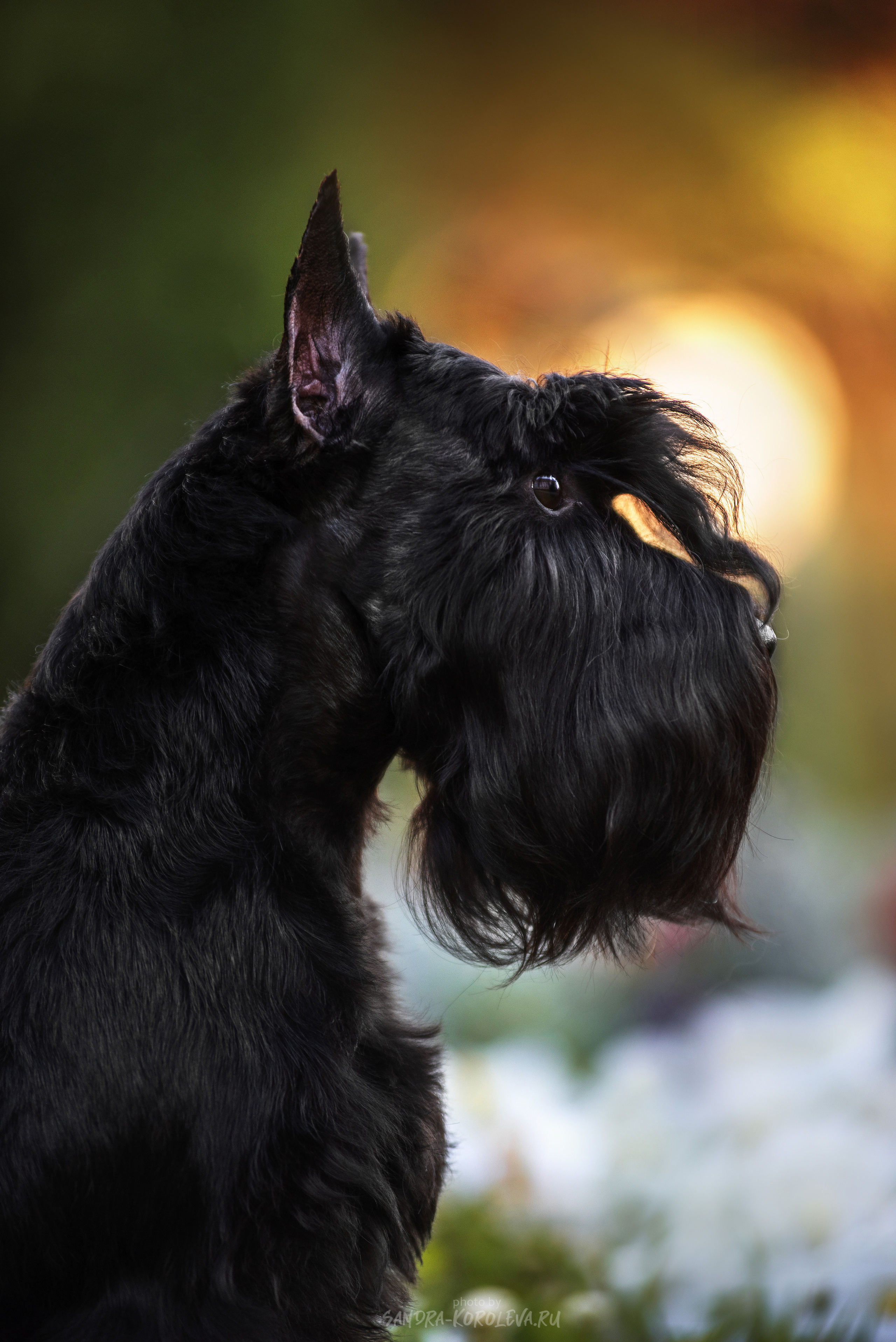 Цвергшнауцер. Дог-фотограф в Тюмени Александра Королева