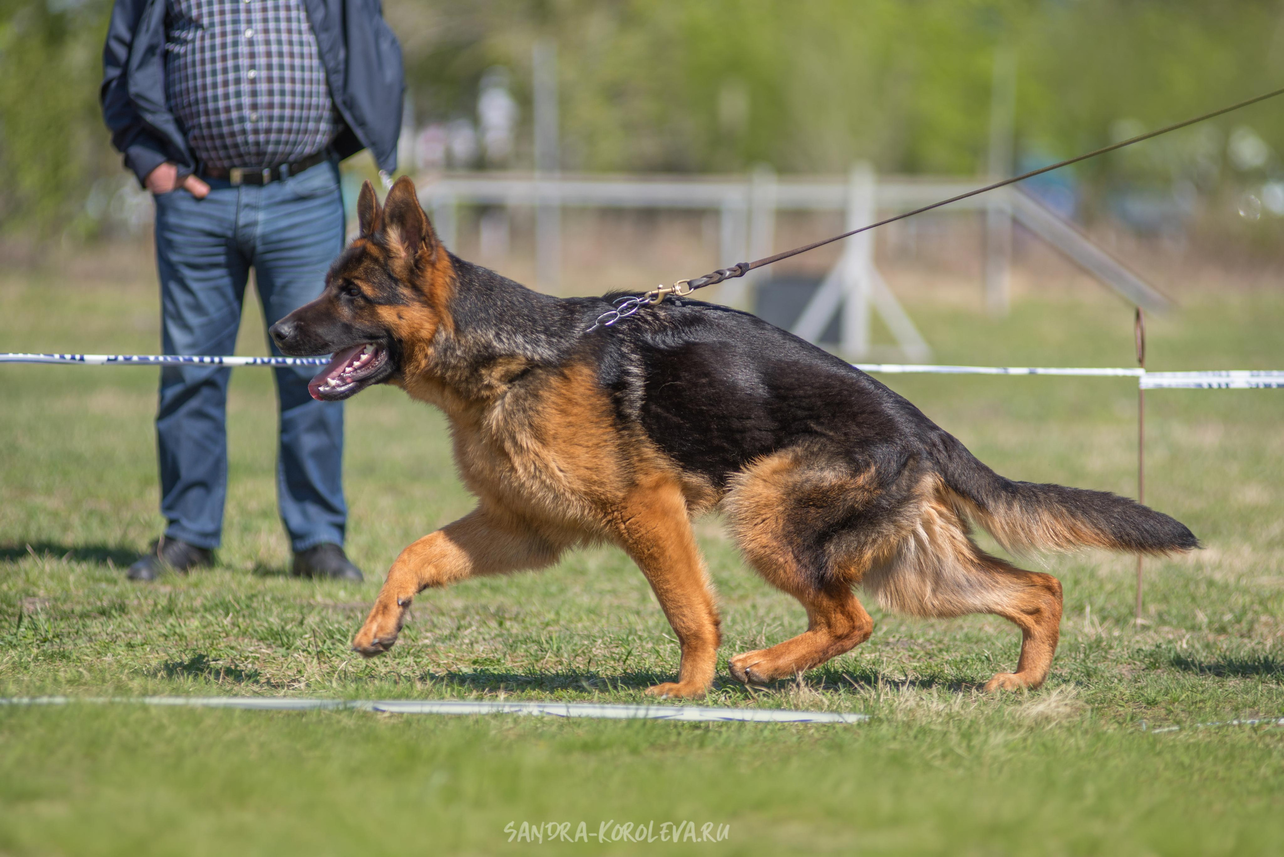 Монопородная выставка немецких овчарок 8 мая г. Челябинск. Дог-фотограф в Тюмени Александра Королева