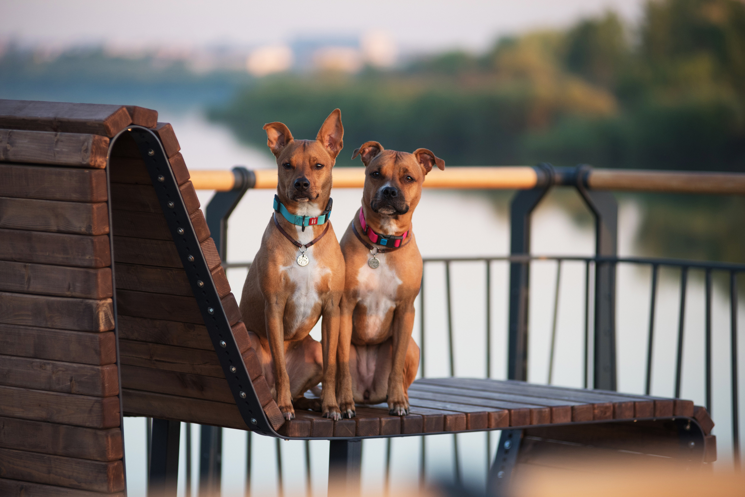 Лиза, Буня и Корж. Весна цветущая. Дог-фотограф в Тюмени Александра Королева