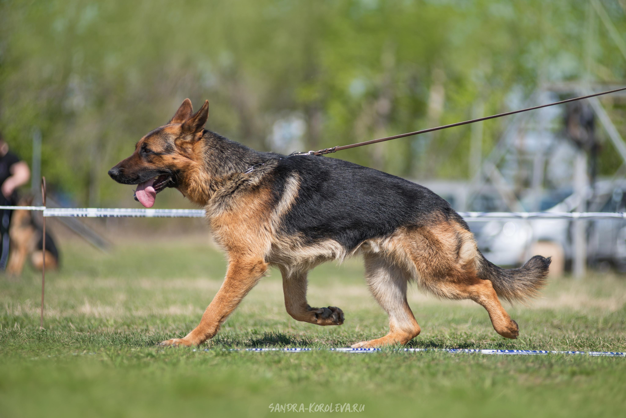 Монопородная выставка немецких овчарок 8 мая г. Челябинск. Дог-фотограф в Тюмени Александра Королева