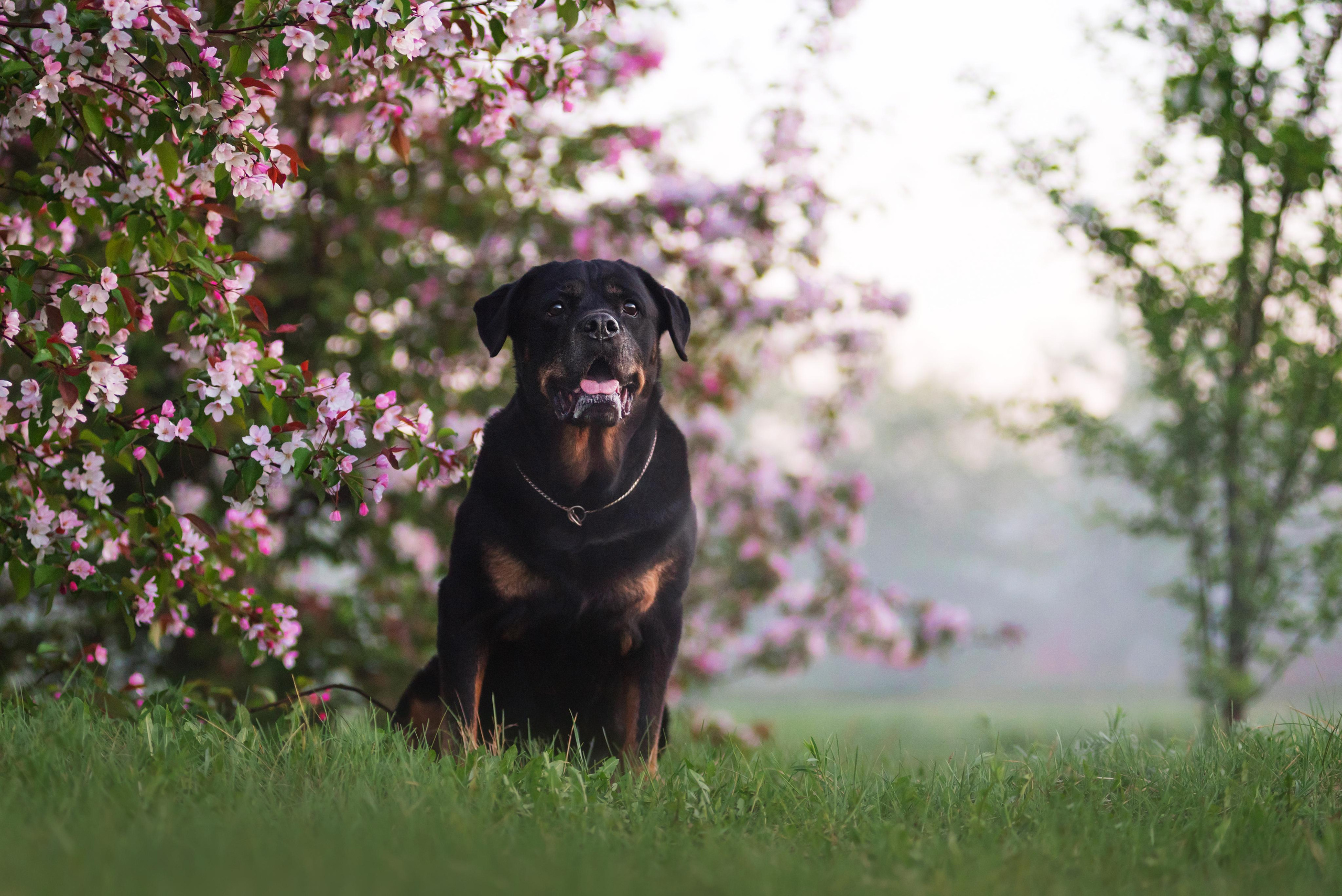 Лиза, Буня и Корж. Весна цветущая. Дог-фотограф в Тюмени Александра Королева