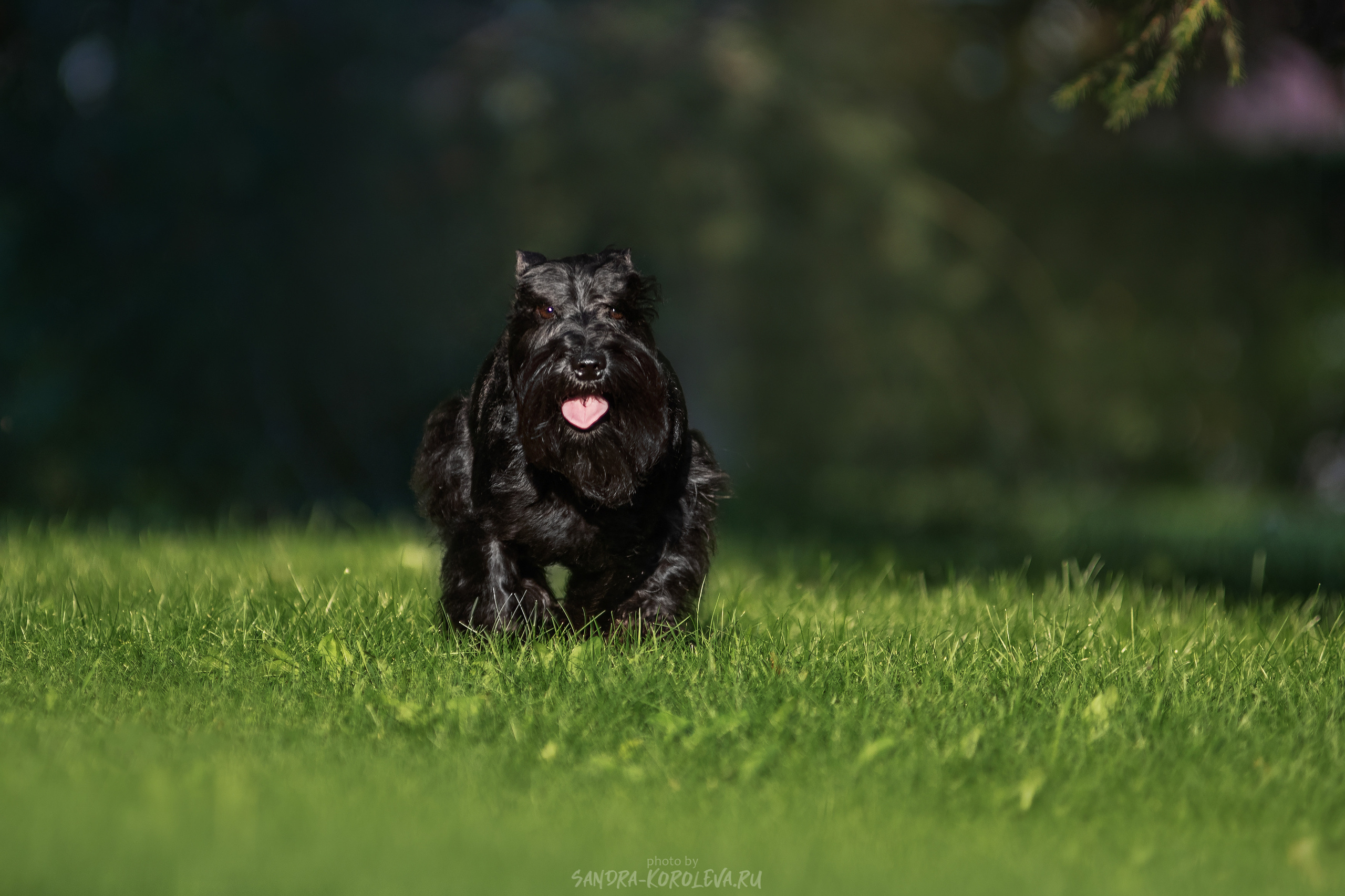 Цвергшнауцер. Дог-фотограф в Тюмени Александра Королева