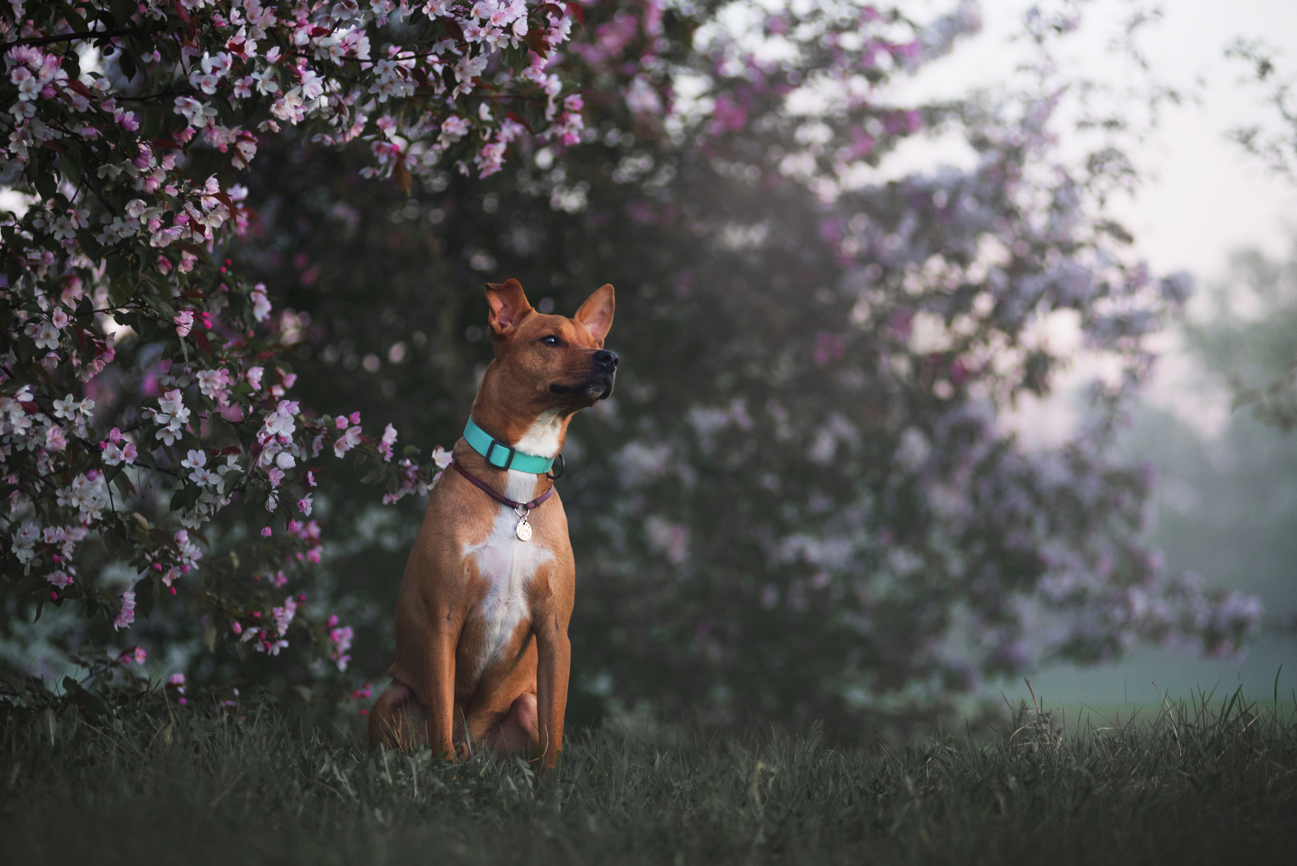 Лиза, Буня и Корж. Весна цветущая. Дог-фотограф в Тюмени Александра Королева