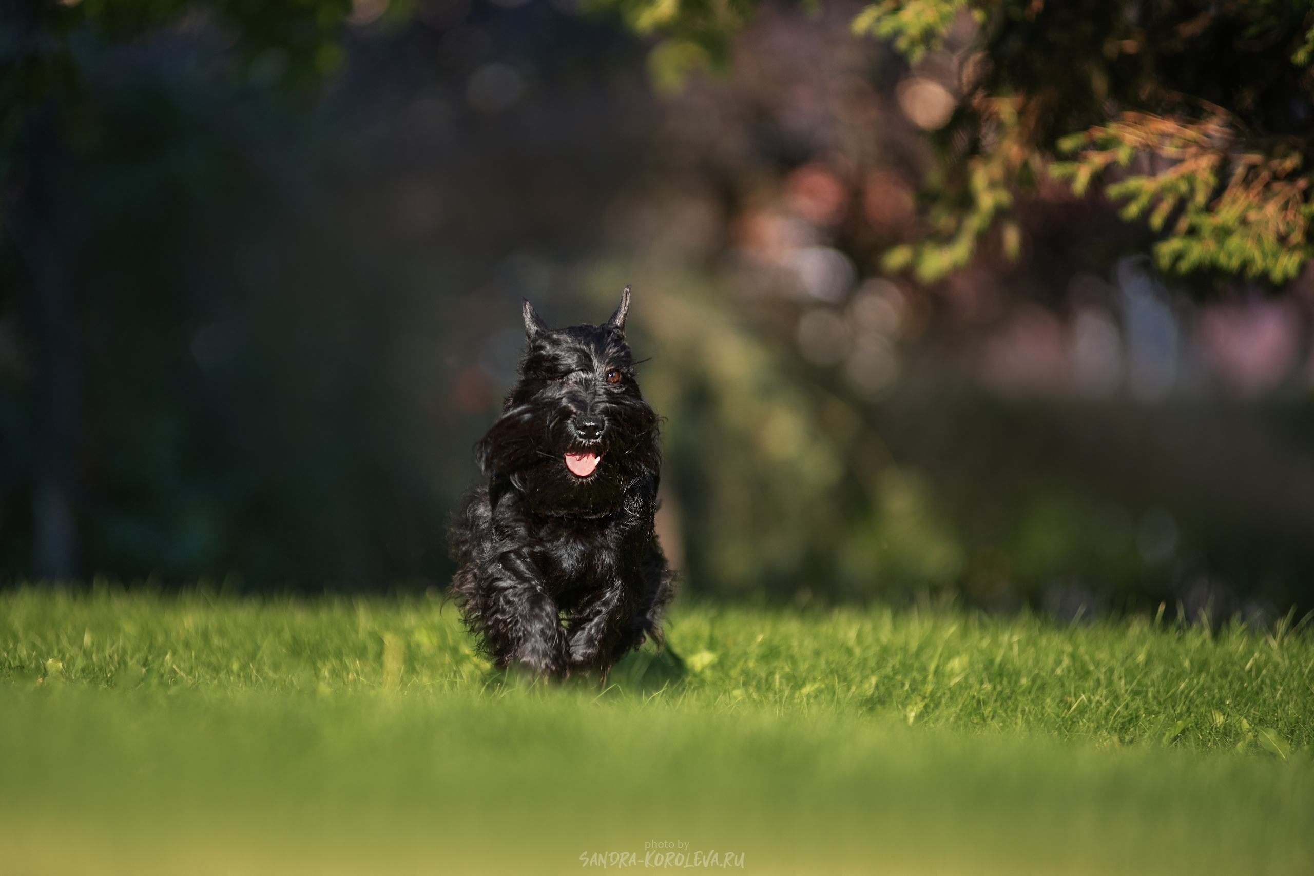 Цвергшнауцер. Дог-фотограф в Тюмени Александра Королева