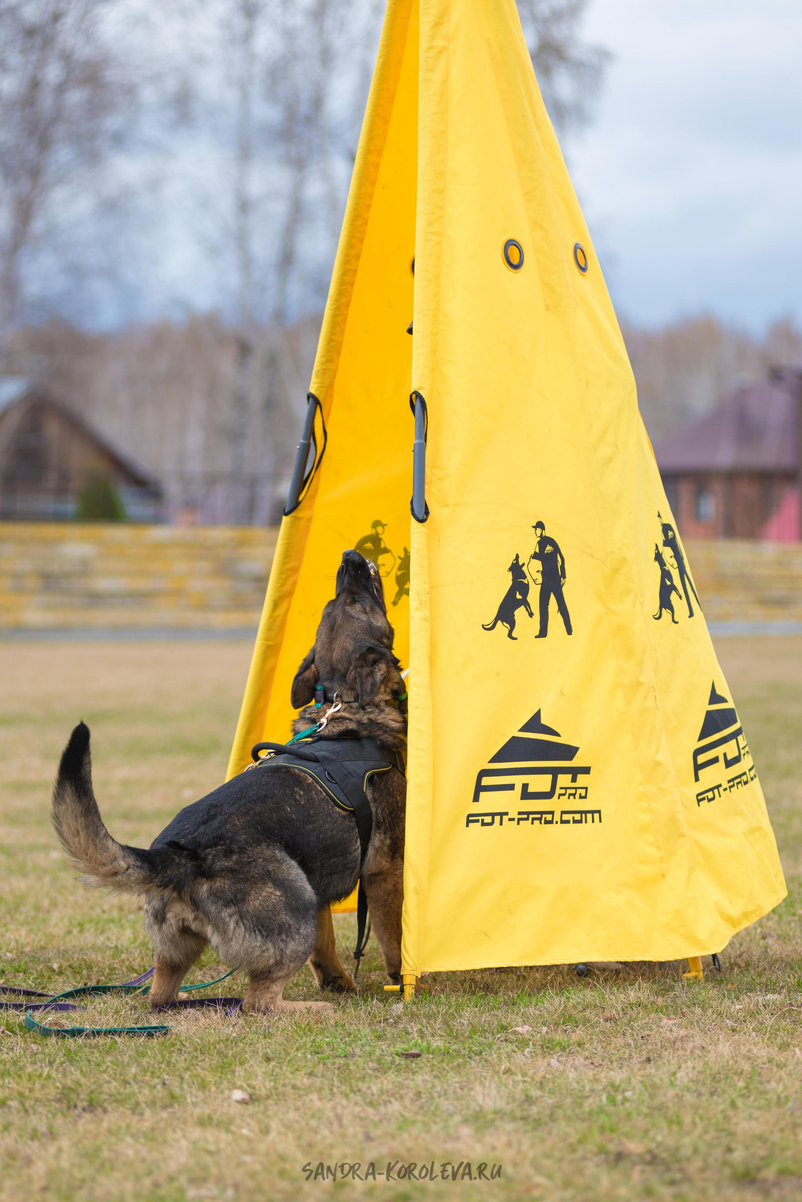 Тренинг с Сергеем Усковым май 2021 г.Тюмень. Дог-фотограф в Тюмени Александра Королева
