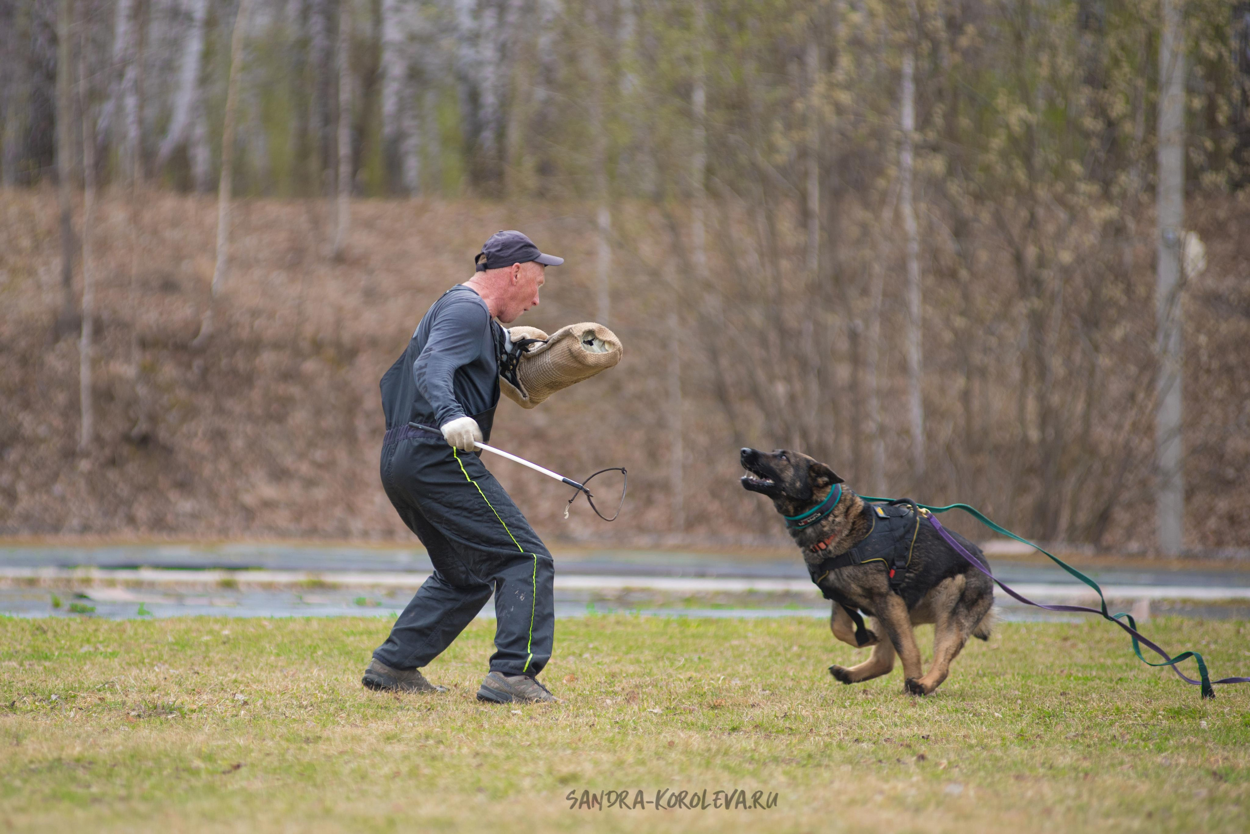 Тренинг с Сергеем Усковым май 2021 г.Тюмень. Дог-фотограф в Тюмени Александра Королева