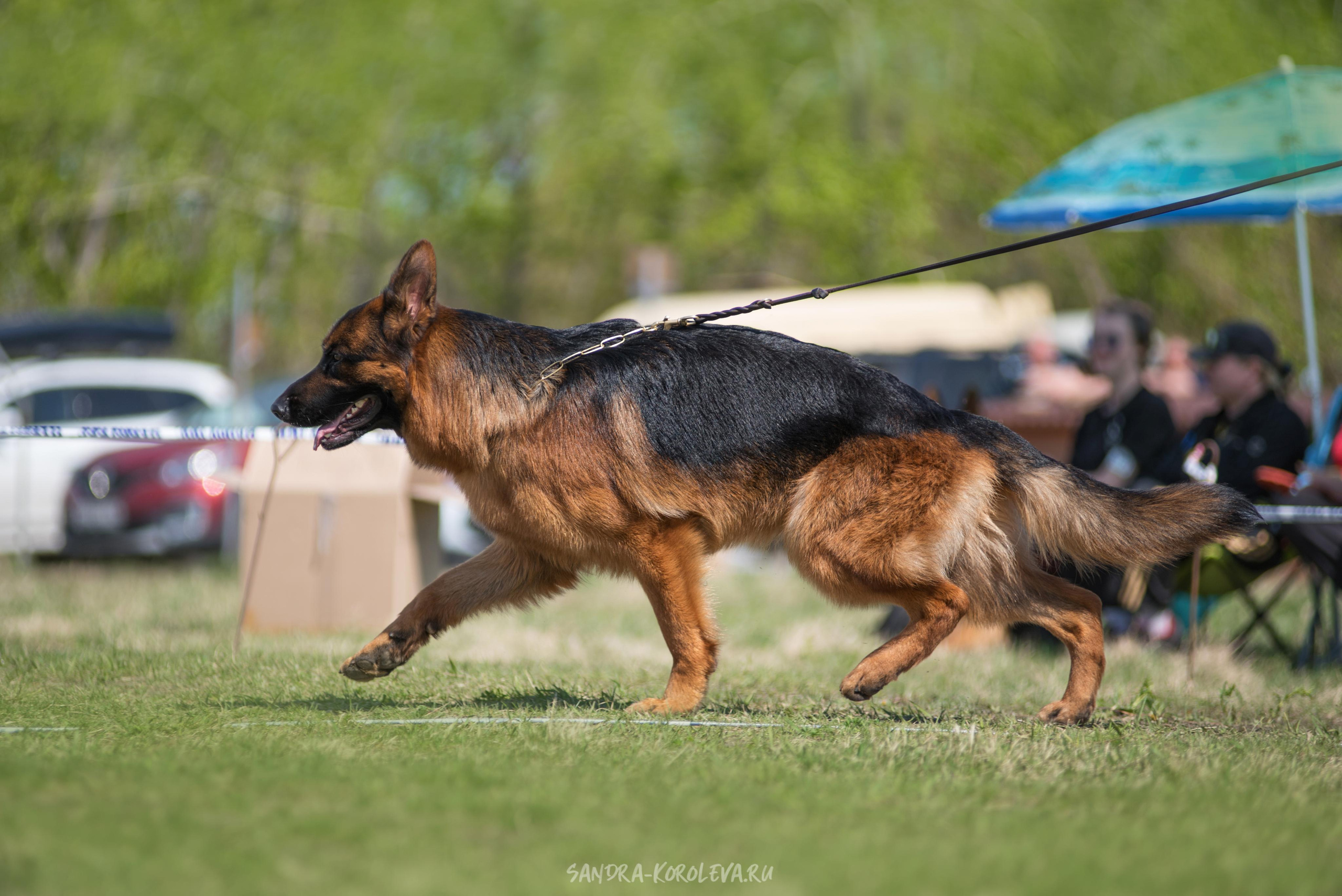 Монопородная выставка немецких овчарок 8 мая г. Челябинск. Дог-фотограф в Тюмени Александра Королева