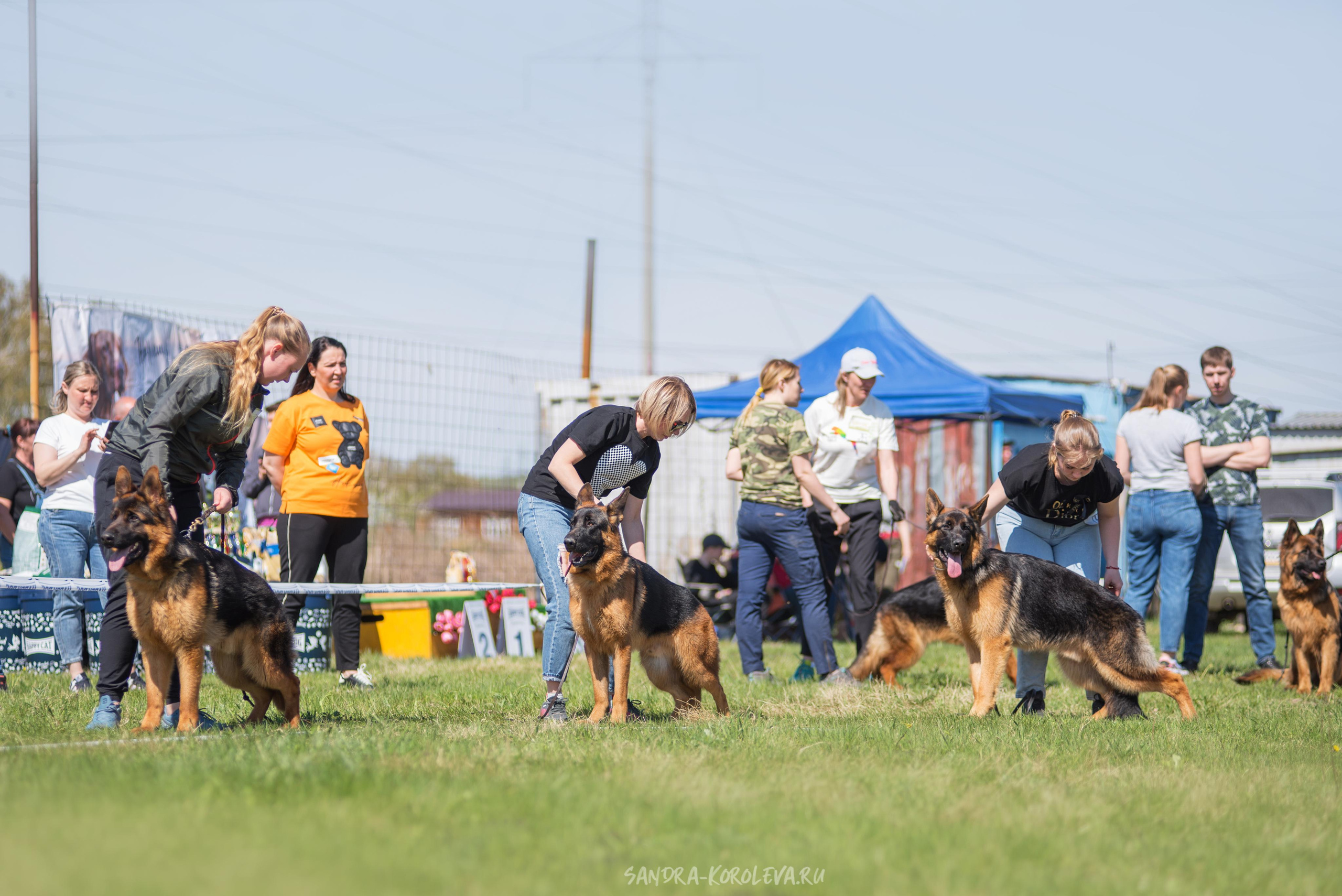 Монопородная выставка немецких овчарок 8 мая г. Челябинск. Дог-фотограф в Тюмени Александра Королева