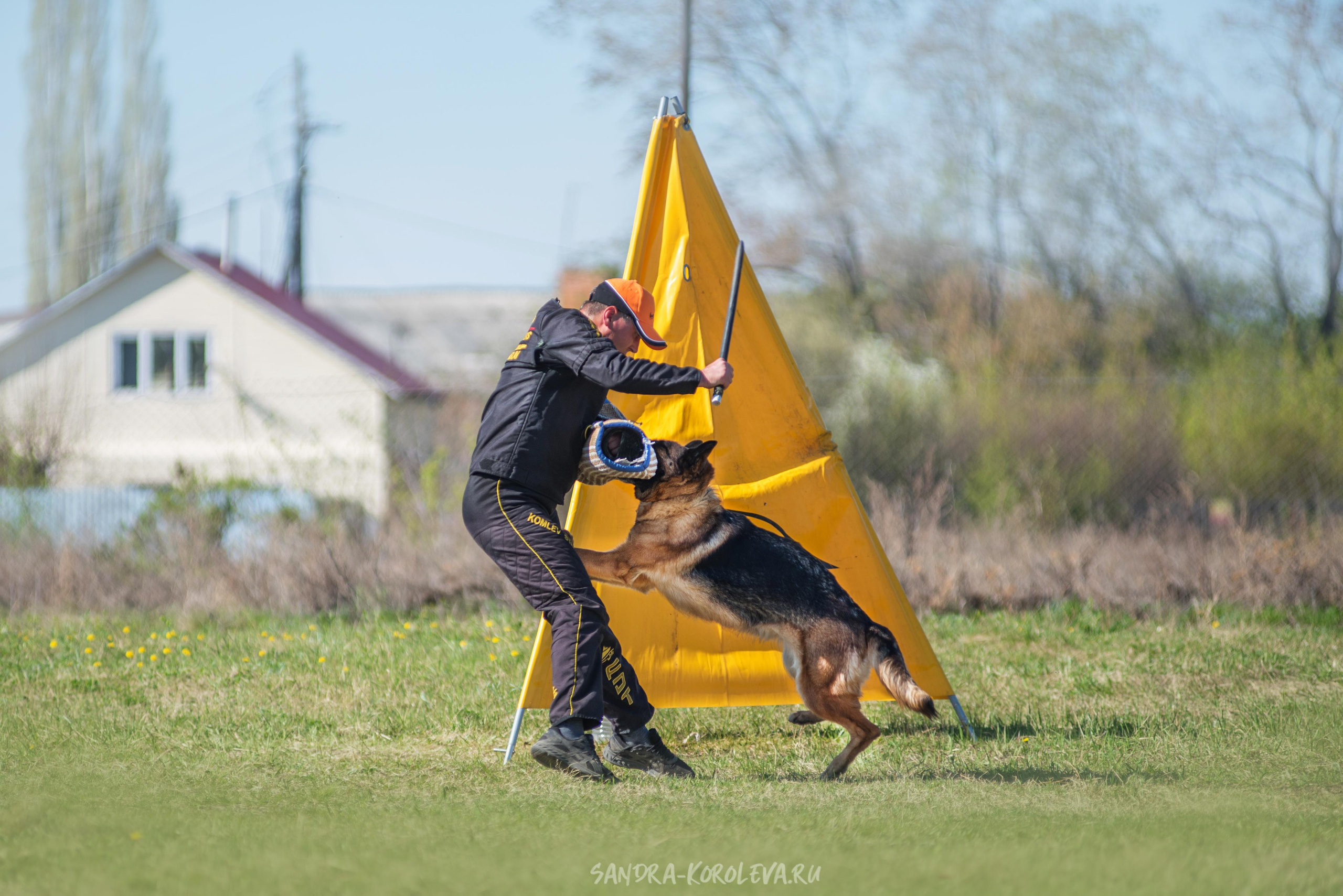 Монопородная выставка немецких овчарок 8 мая г. Челябинск. Дог-фотограф в Тюмени Александра Королева