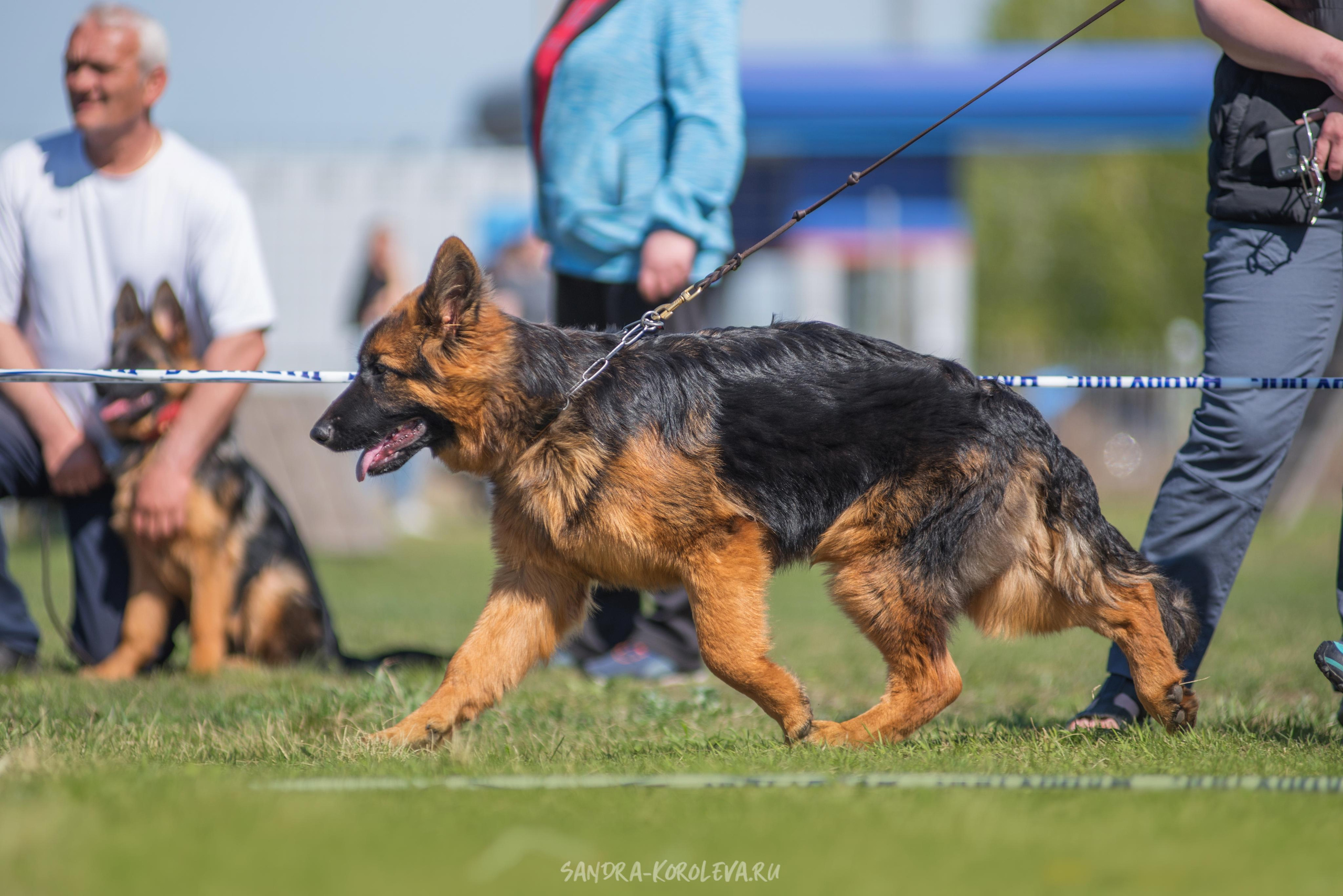 Монопородная выставка немецких овчарок 8 мая г. Челябинск. Дог-фотограф в Тюмени Александра Королева