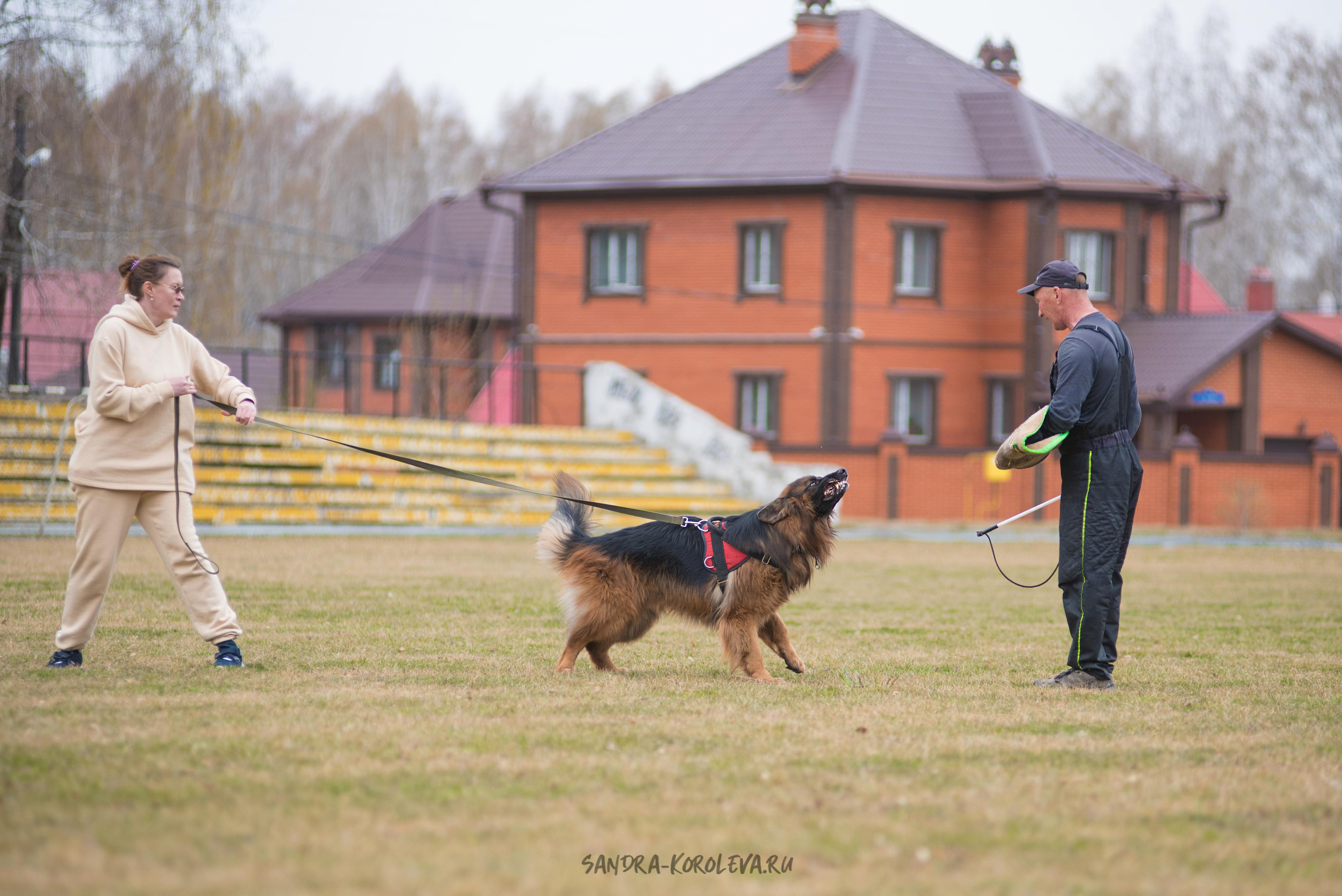 Тренинг с Сергеем Усковым май 2021 г.Тюмень. Дог-фотограф в Тюмени Александра Королева