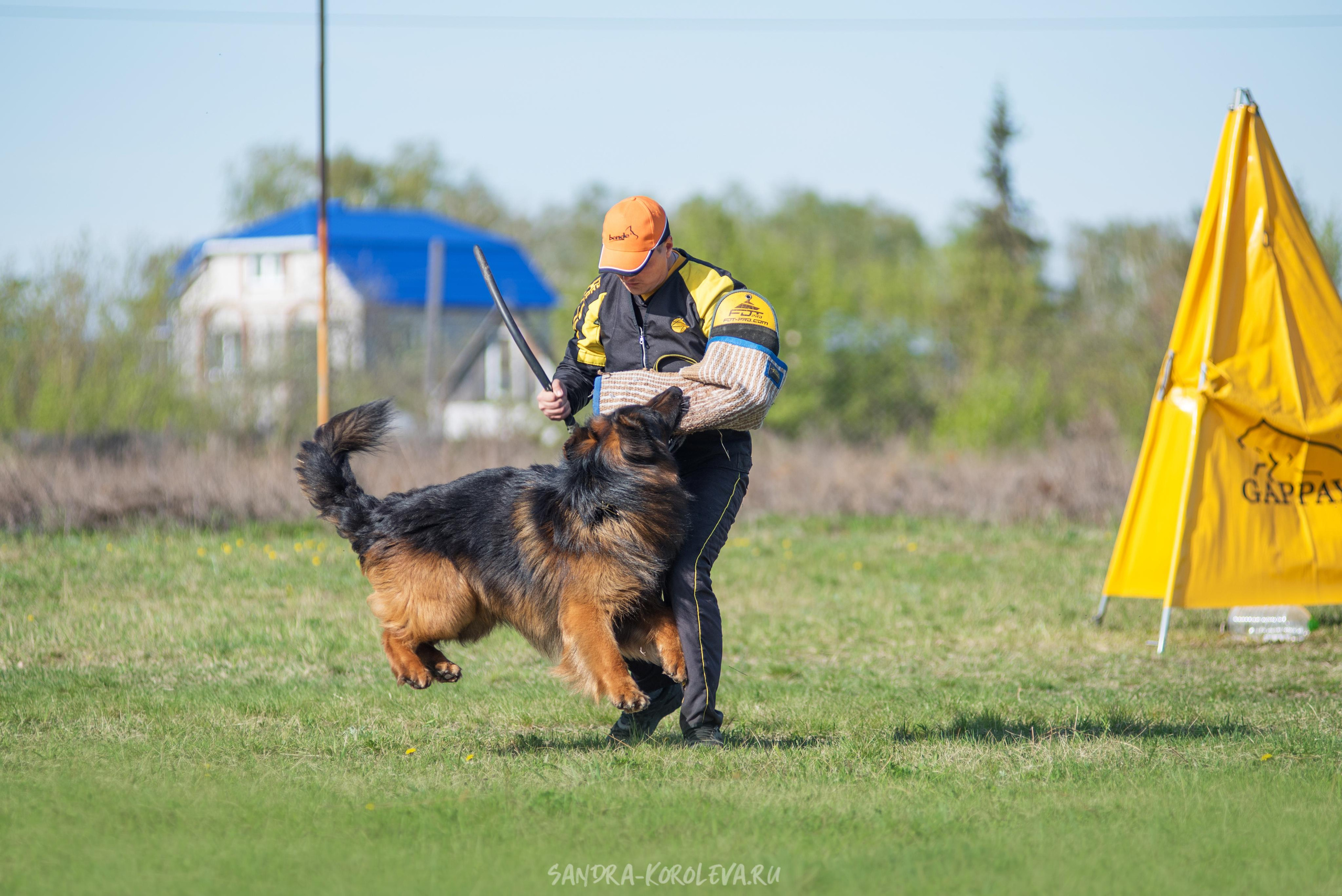 Монопородная выставка немецких овчарок 8 мая г. Челябинск. Дог-фотограф в Тюмени Александра Королева
