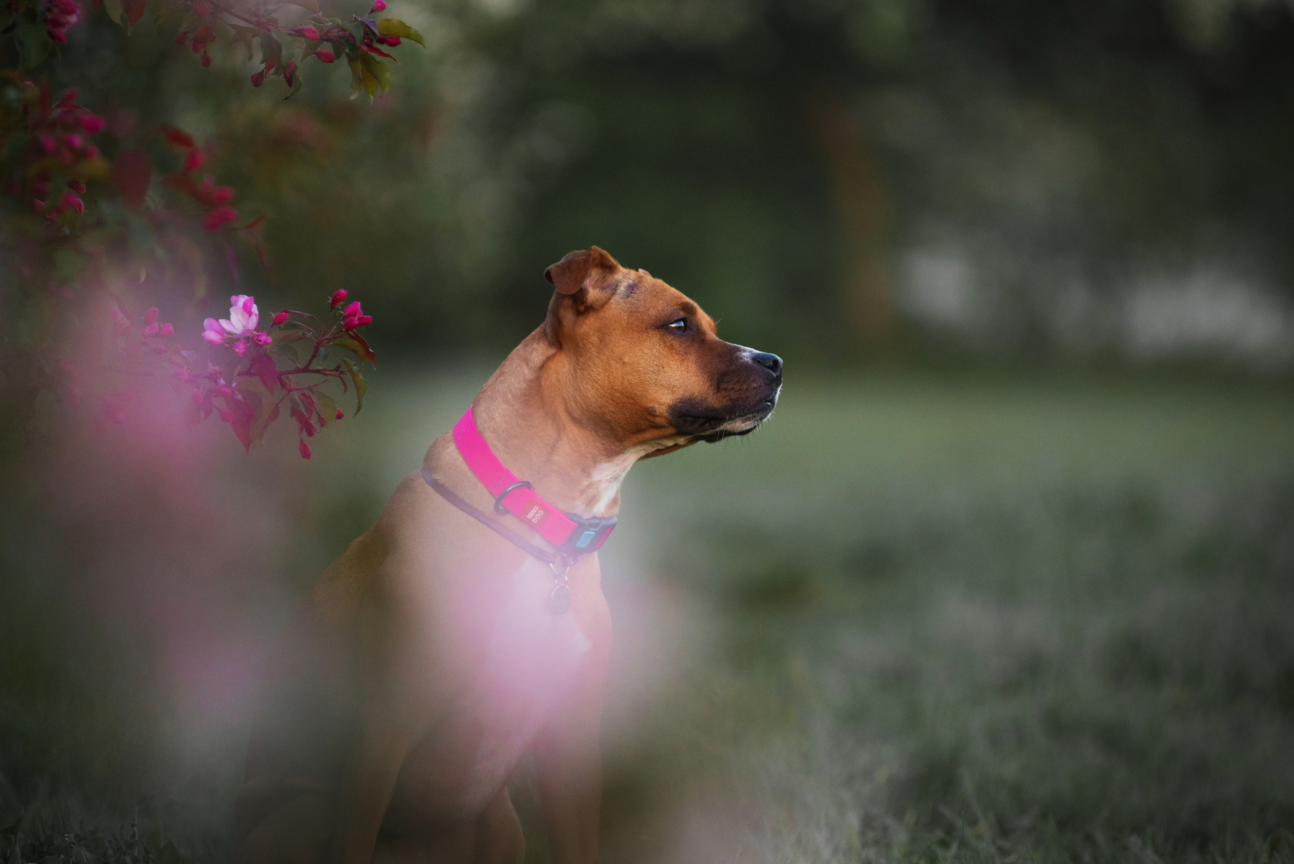 Лиза, Буня и Корж. Весна цветущая. Дог-фотограф в Тюмени Александра Королева