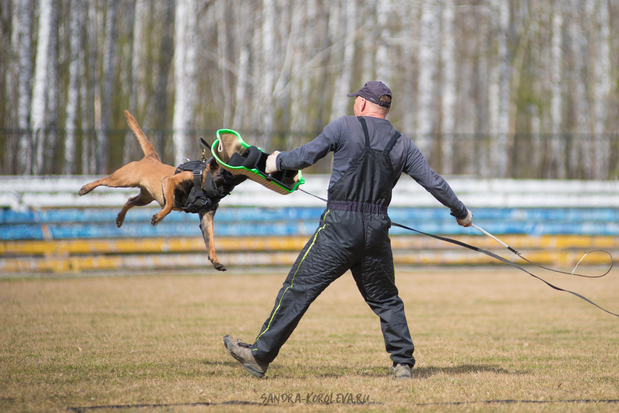 Тренинг с Сергеем Усковым май 2021 г.Тюмень. Дог-фотограф в Тюмени Александра Королева