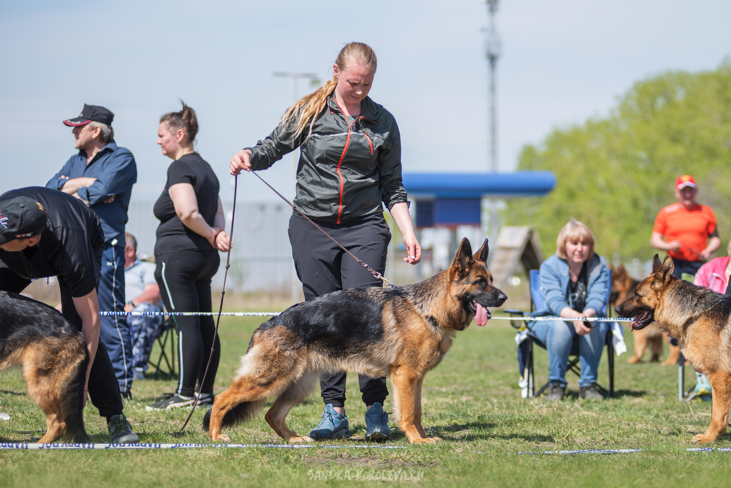 Монопородная выставка немецких овчарок 8 мая г. Челябинск. Дог-фотограф в Тюмени Александра Королева
