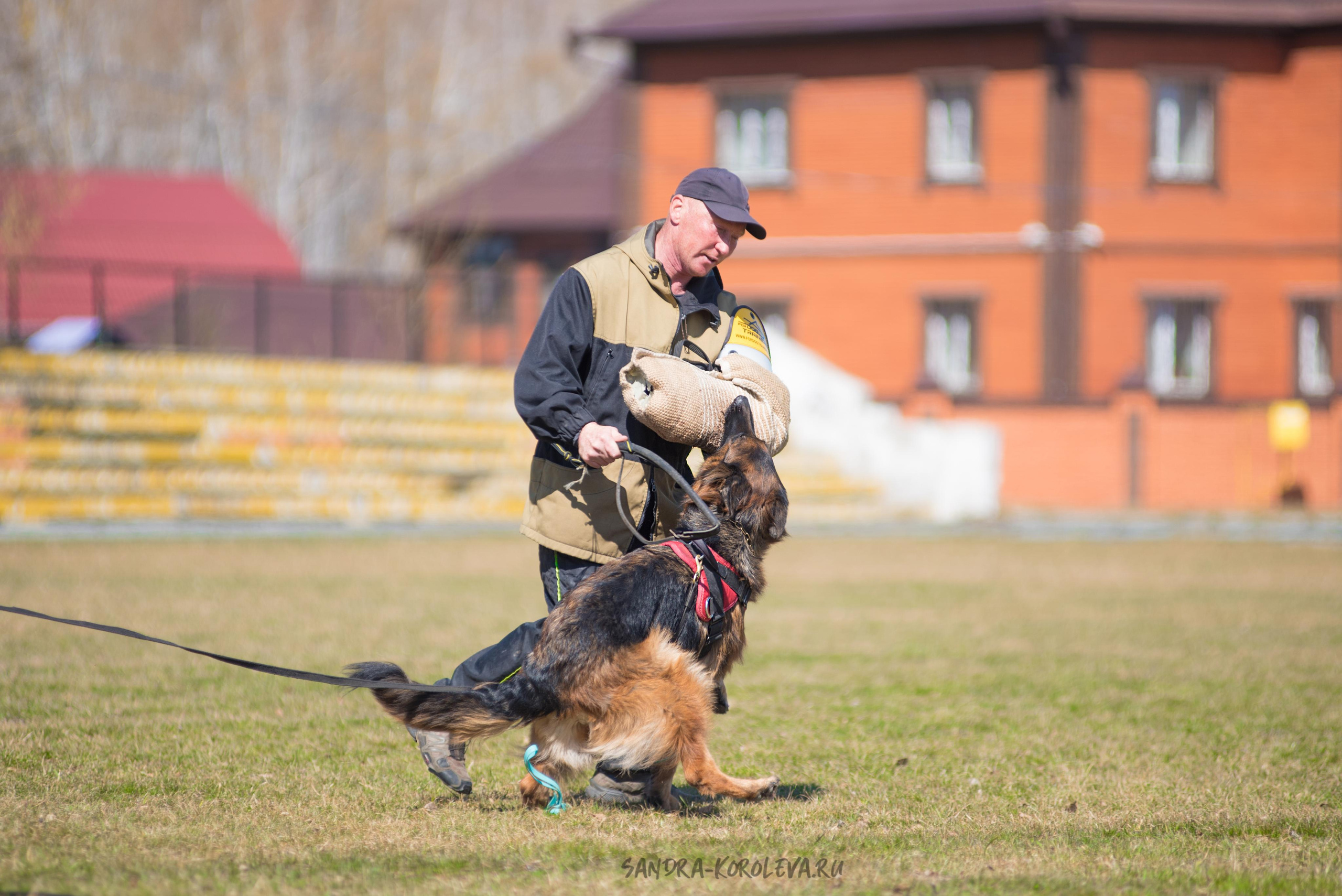 Тренинг с Сергеем Усковым май 2021 г.Тюмень. Дог-фотограф в Тюмени Александра Королева