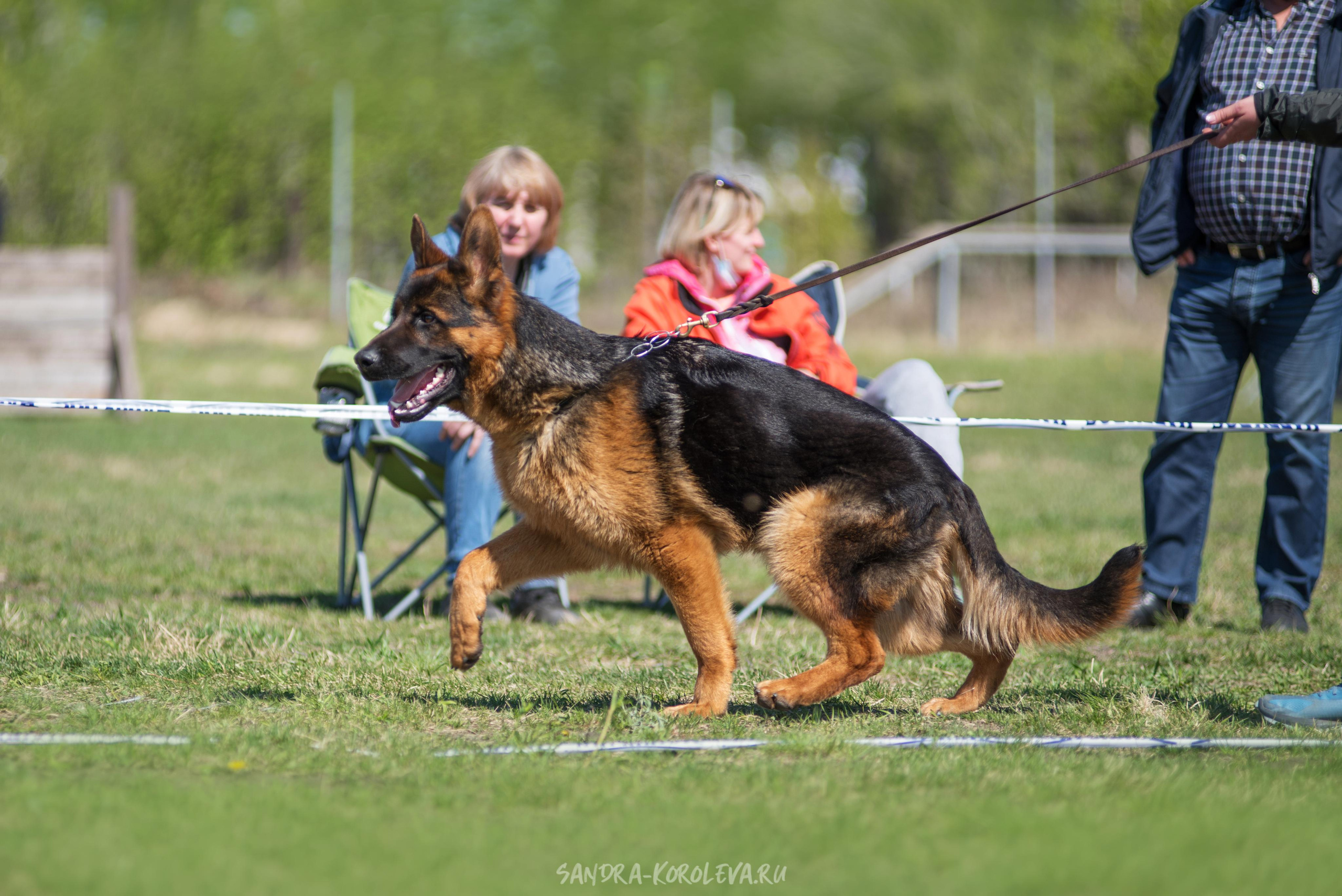 Монопородная выставка немецких овчарок 8 мая г. Челябинск. Дог-фотограф в Тюмени Александра Королева