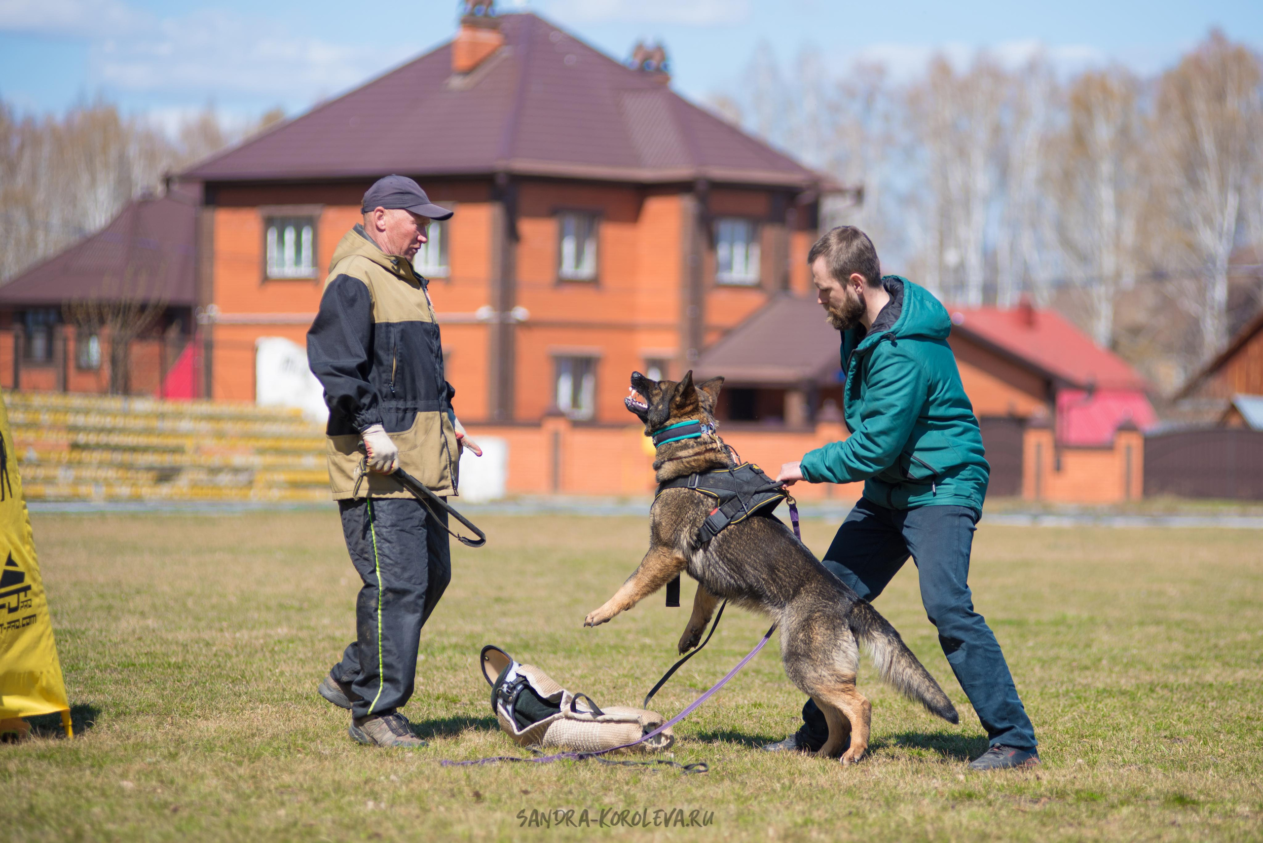 Тренинг с Сергеем Усковым май 2021 г.Тюмень. Дог-фотограф в Тюмени Александра Королева