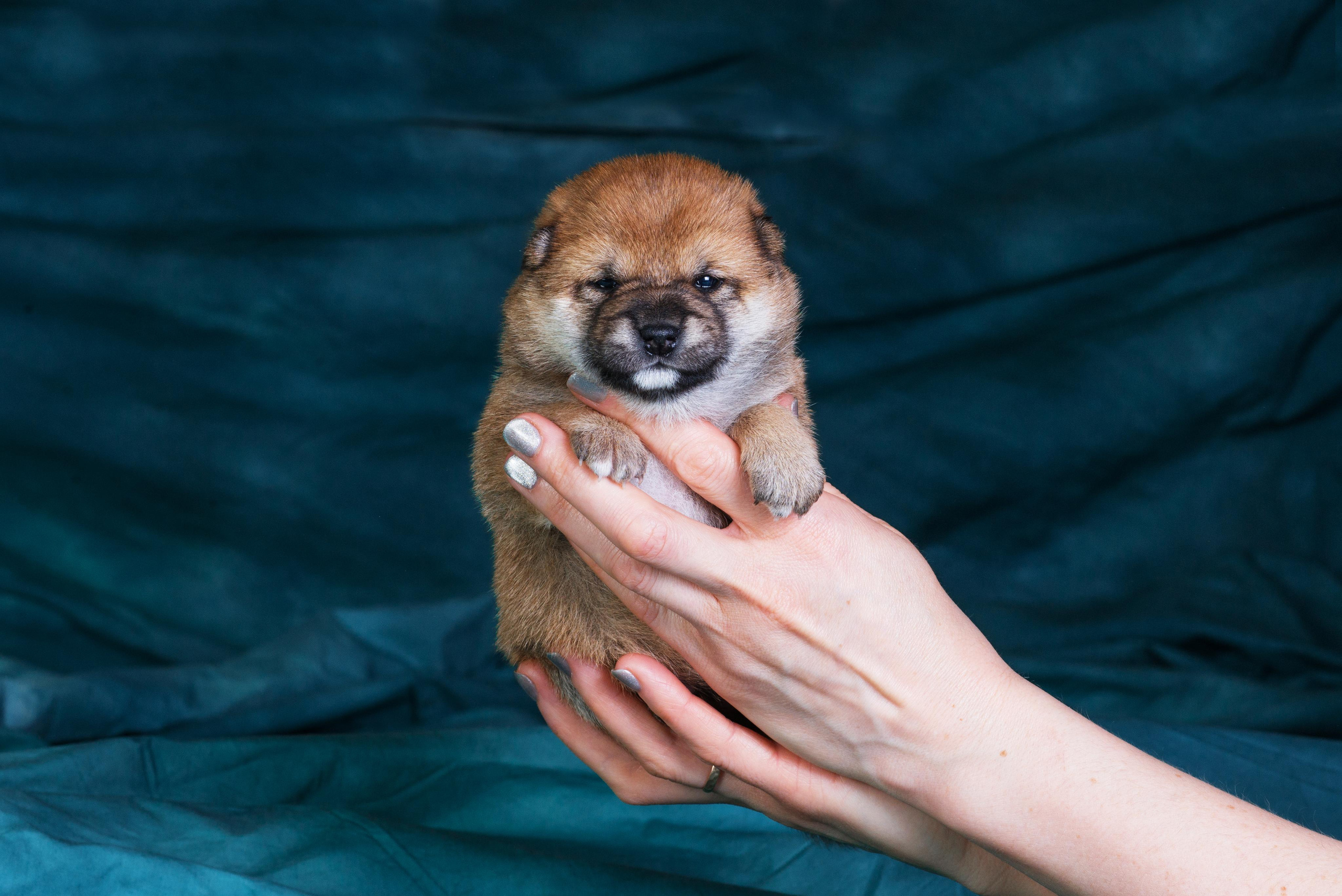 Маленькие сибы <3. Дог-фотограф в Тюмени Александра Королева