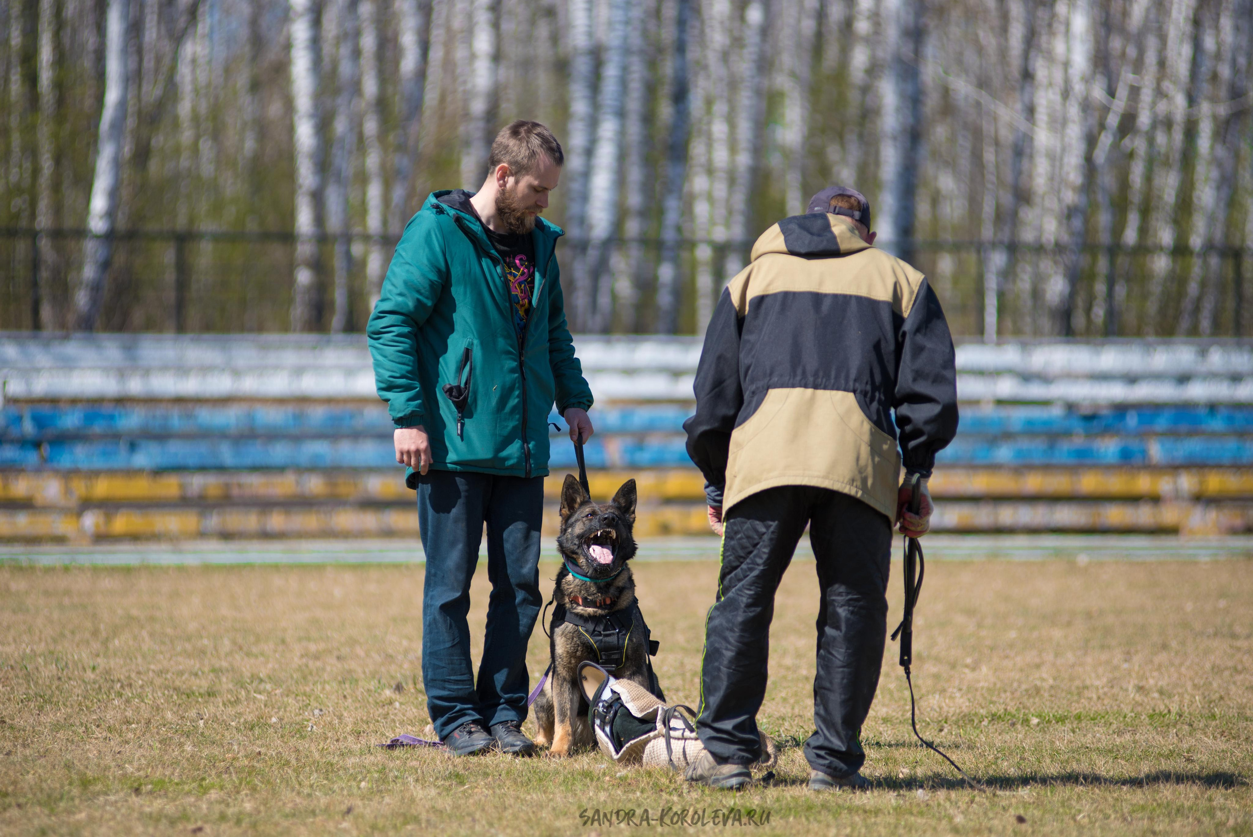 Тренинг с Сергеем Усковым май 2021 г.Тюмень. Дог-фотограф в Тюмени Александра Королева
