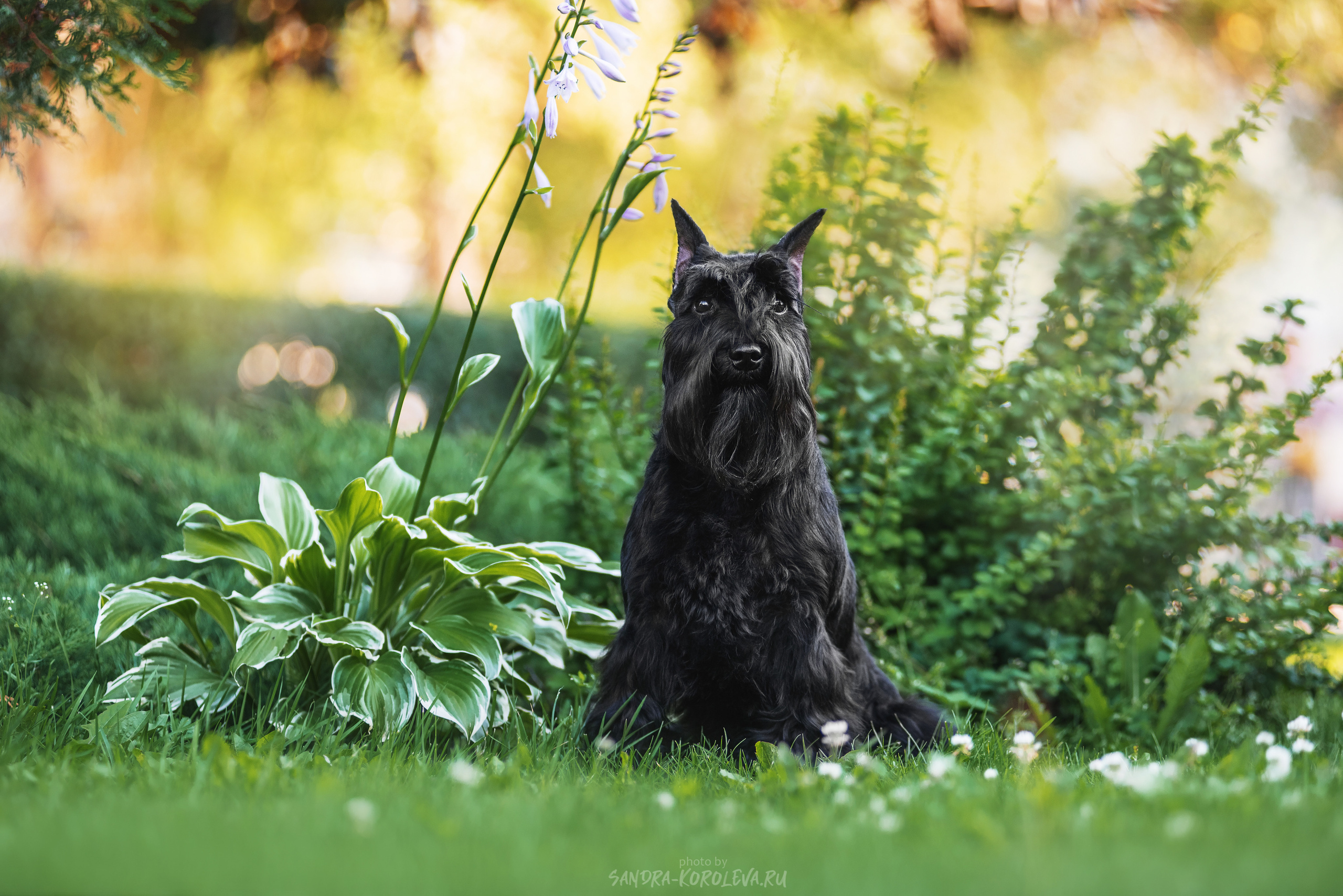 Цвергшнауцер. Дог-фотограф в Тюмени Александра Королева