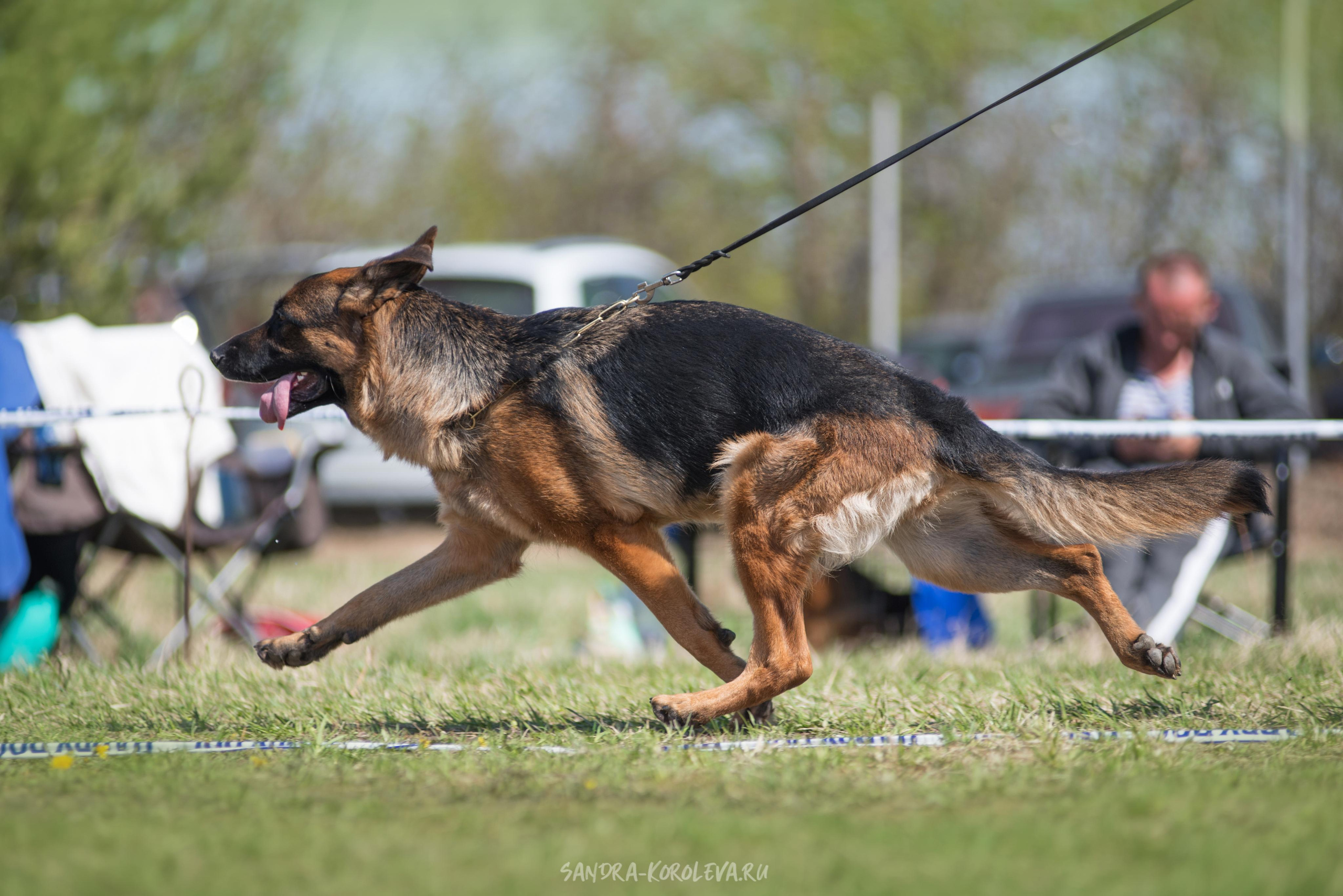 Монопородная выставка немецких овчарок 8 мая г. Челябинск. Дог-фотограф в Тюмени Александра Королева
