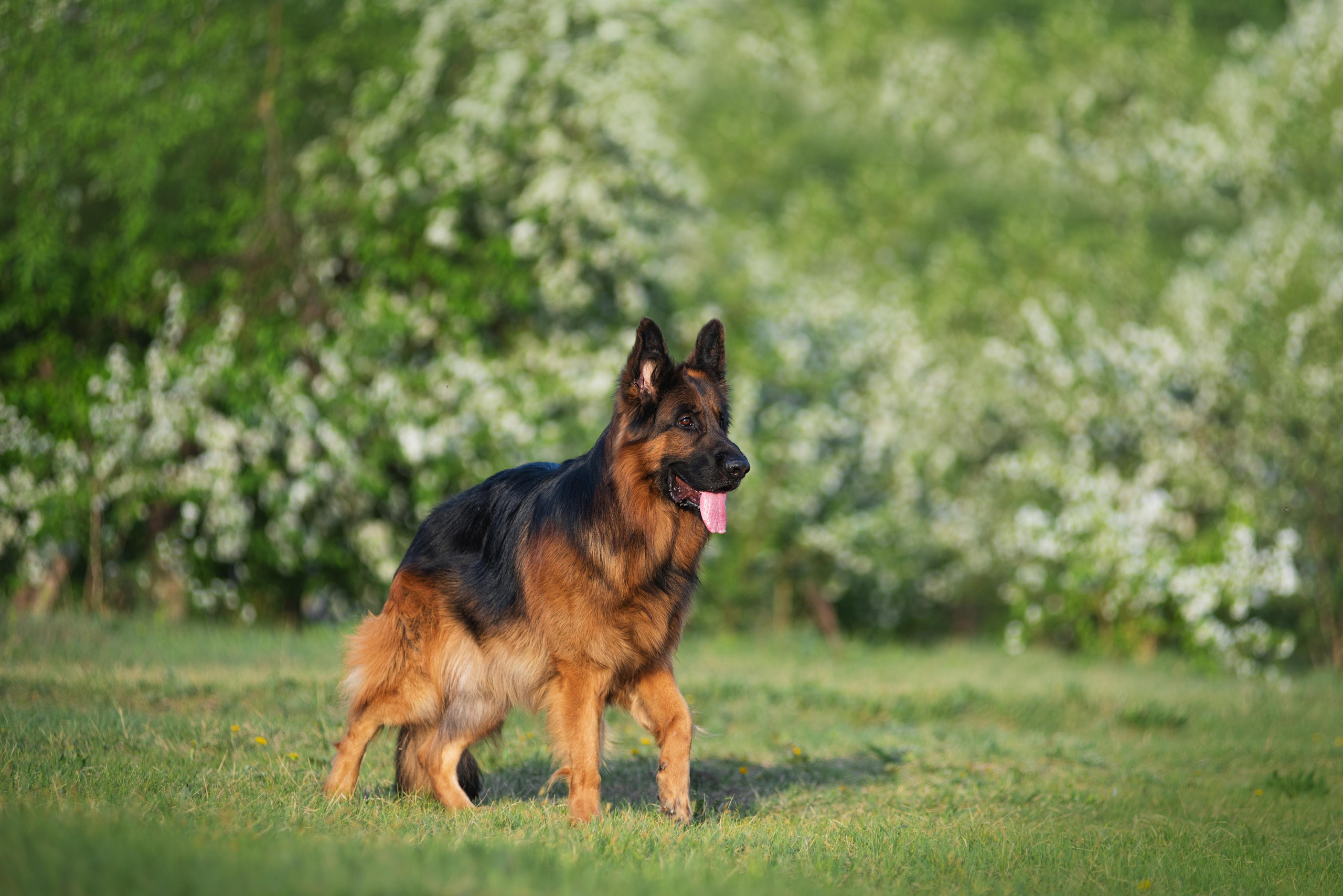 Немецкая овчарка Штерн Рэджен Маэстро. Дог-фотограф в Тюмени Александра Королева