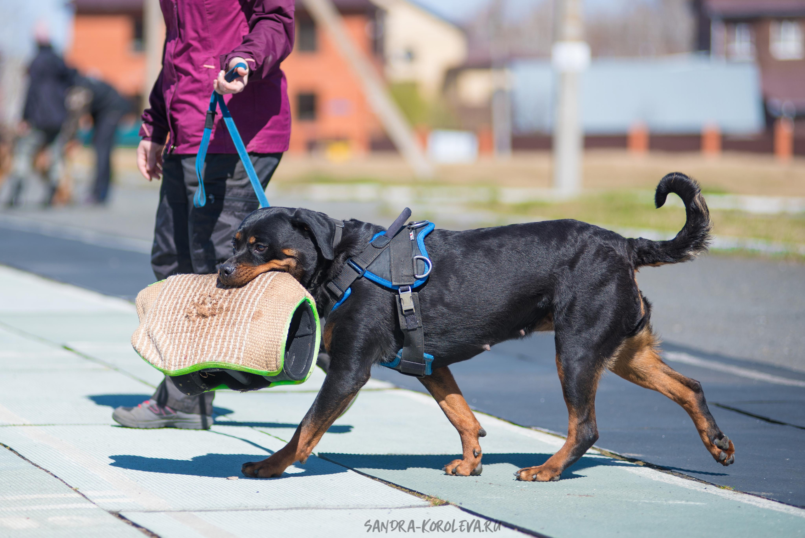 Тренинг с Сергеем Усковым май 2021 г.Тюмень. Дог-фотограф в Тюмени Александра Королева