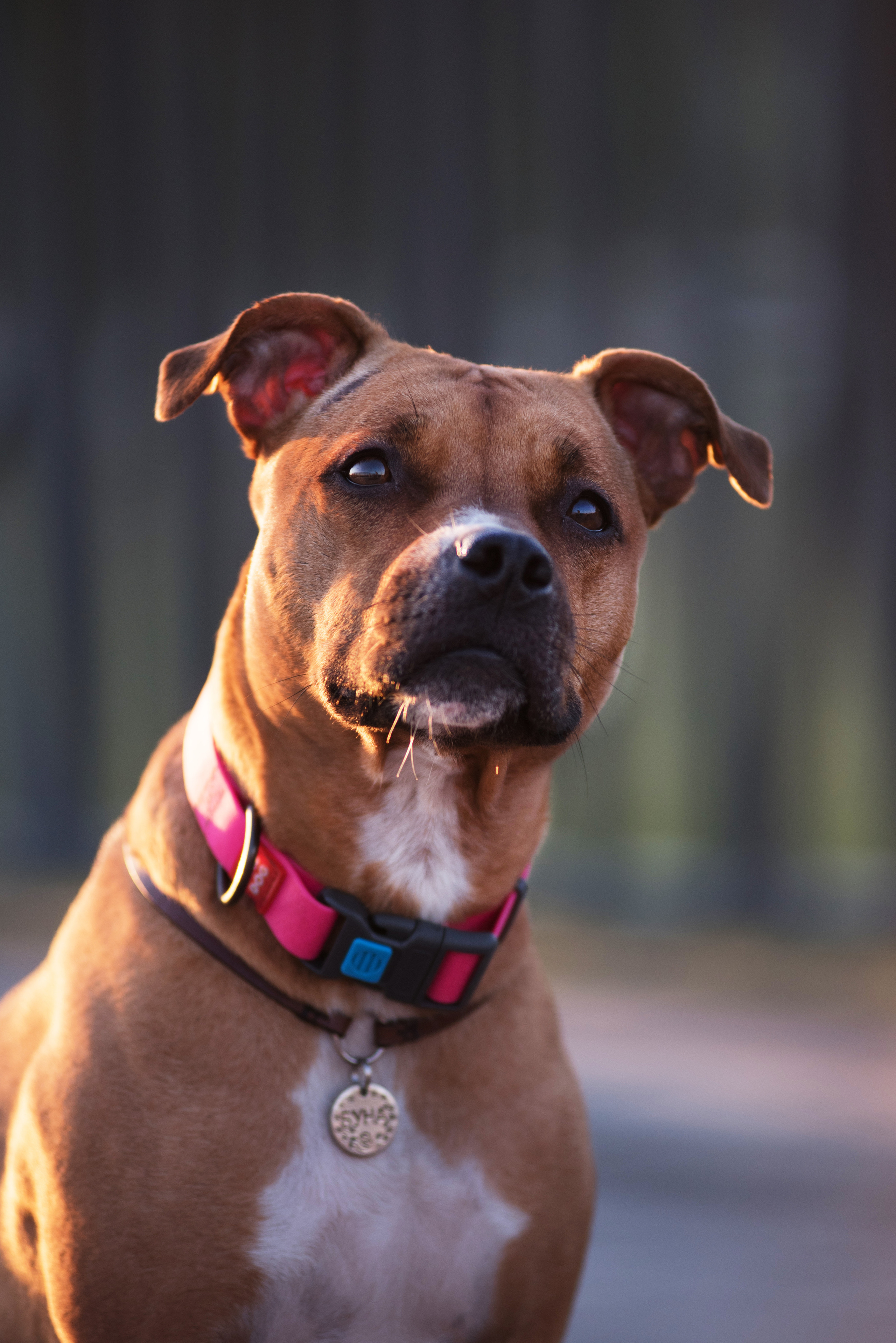 Лиза, Буня и Корж. Весна цветущая. Дог-фотограф в Тюмени Александра Королева