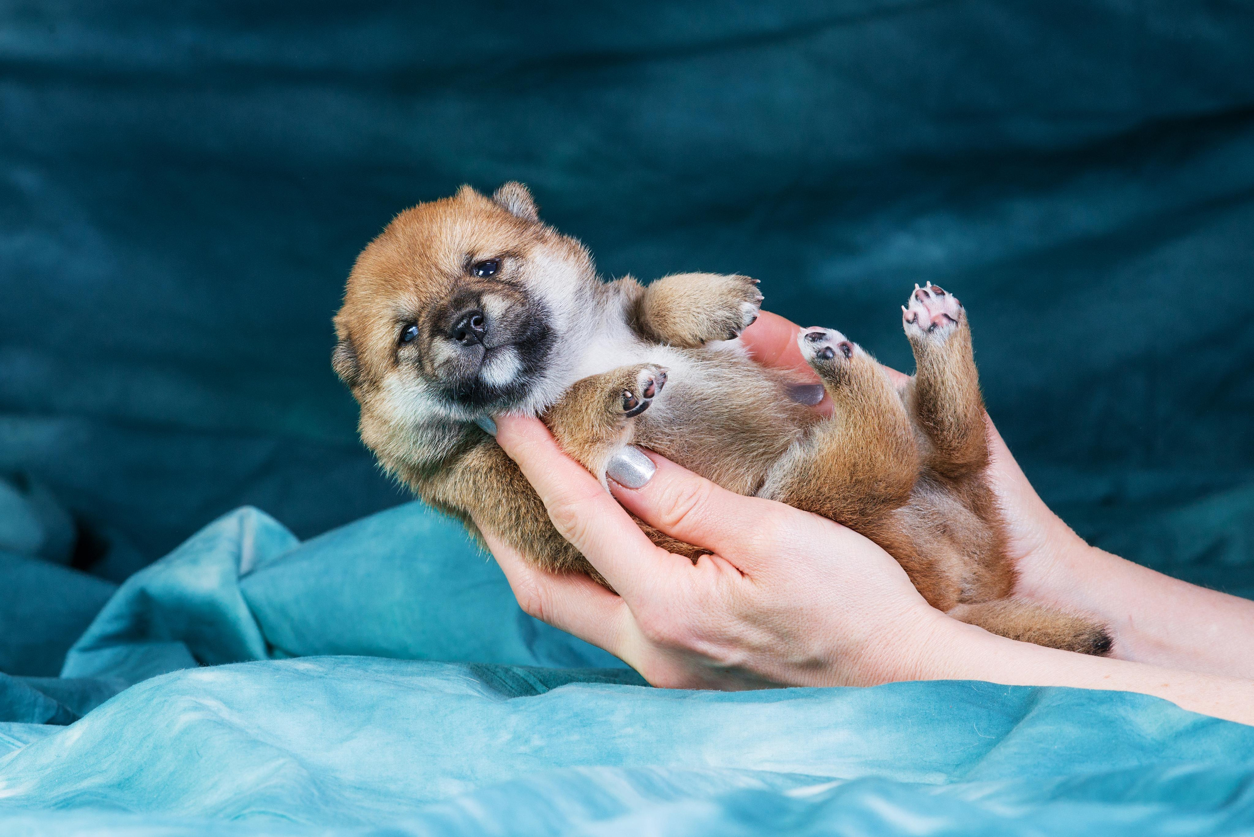 Маленькие сибы <3. Дог-фотограф в Тюмени Александра Королева