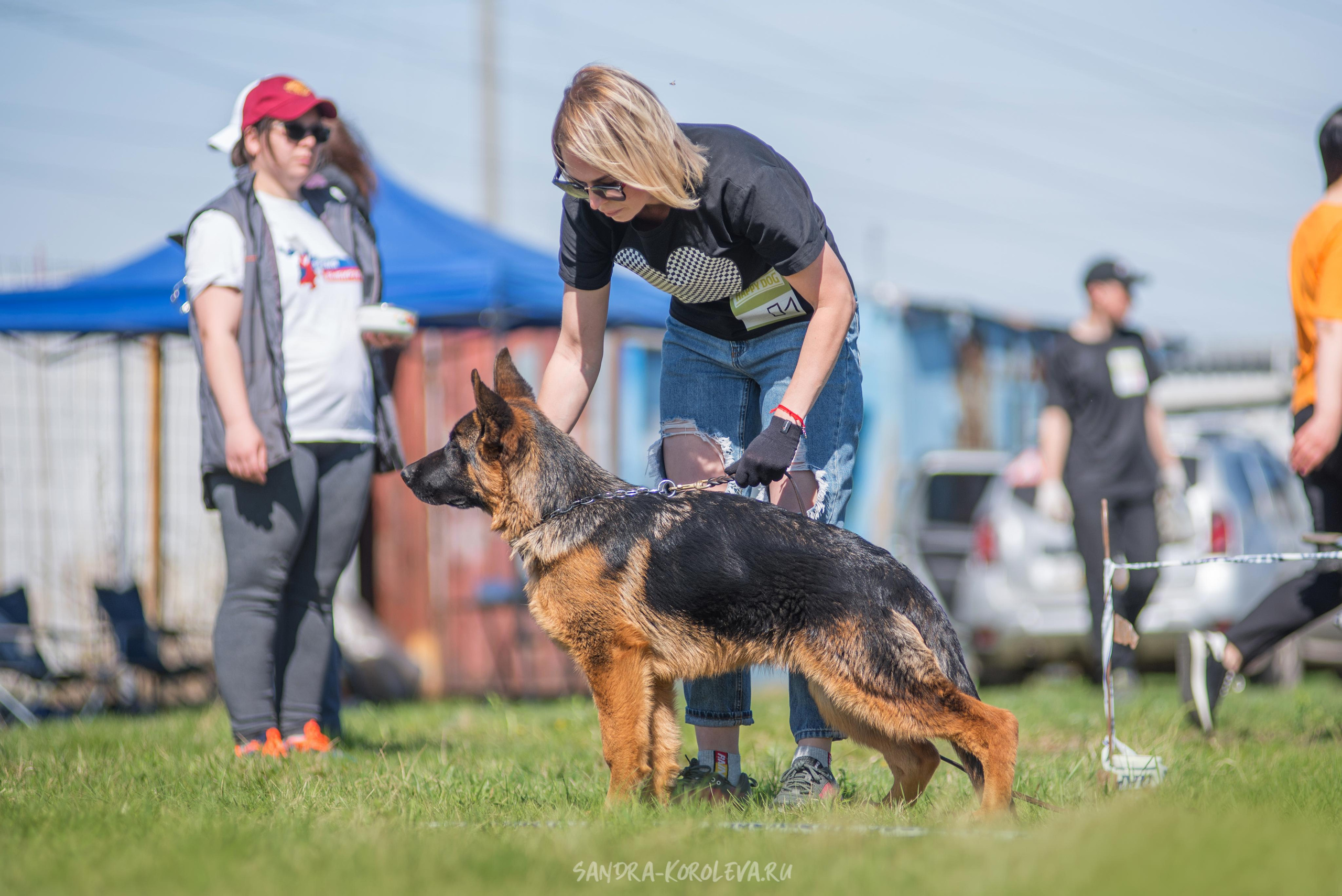 Монопородная выставка немецких овчарок 8 мая г. Челябинск. Дог-фотограф в Тюмени Александра Королева