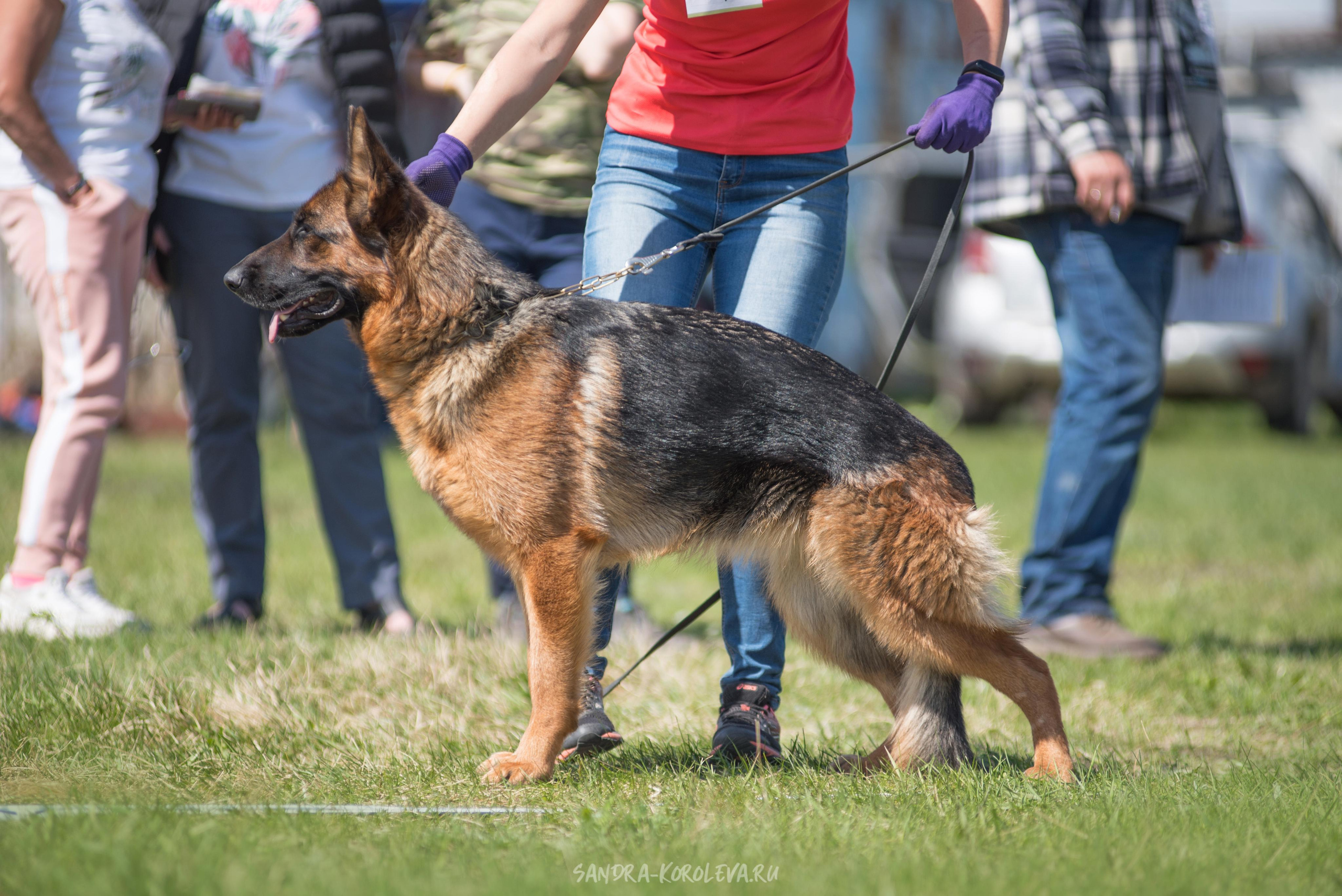 Монопородная выставка немецких овчарок 8 мая г. Челябинск. Дог-фотограф в Тюмени Александра Королева