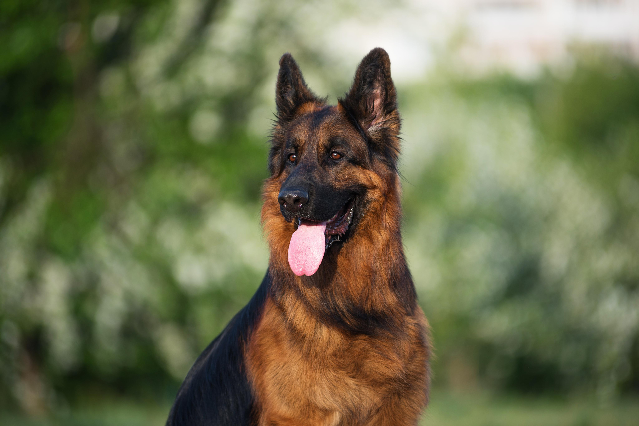 Немецкая овчарка Штерн Рэджен Маэстро. Дог-фотограф в Тюмени Александра Королева