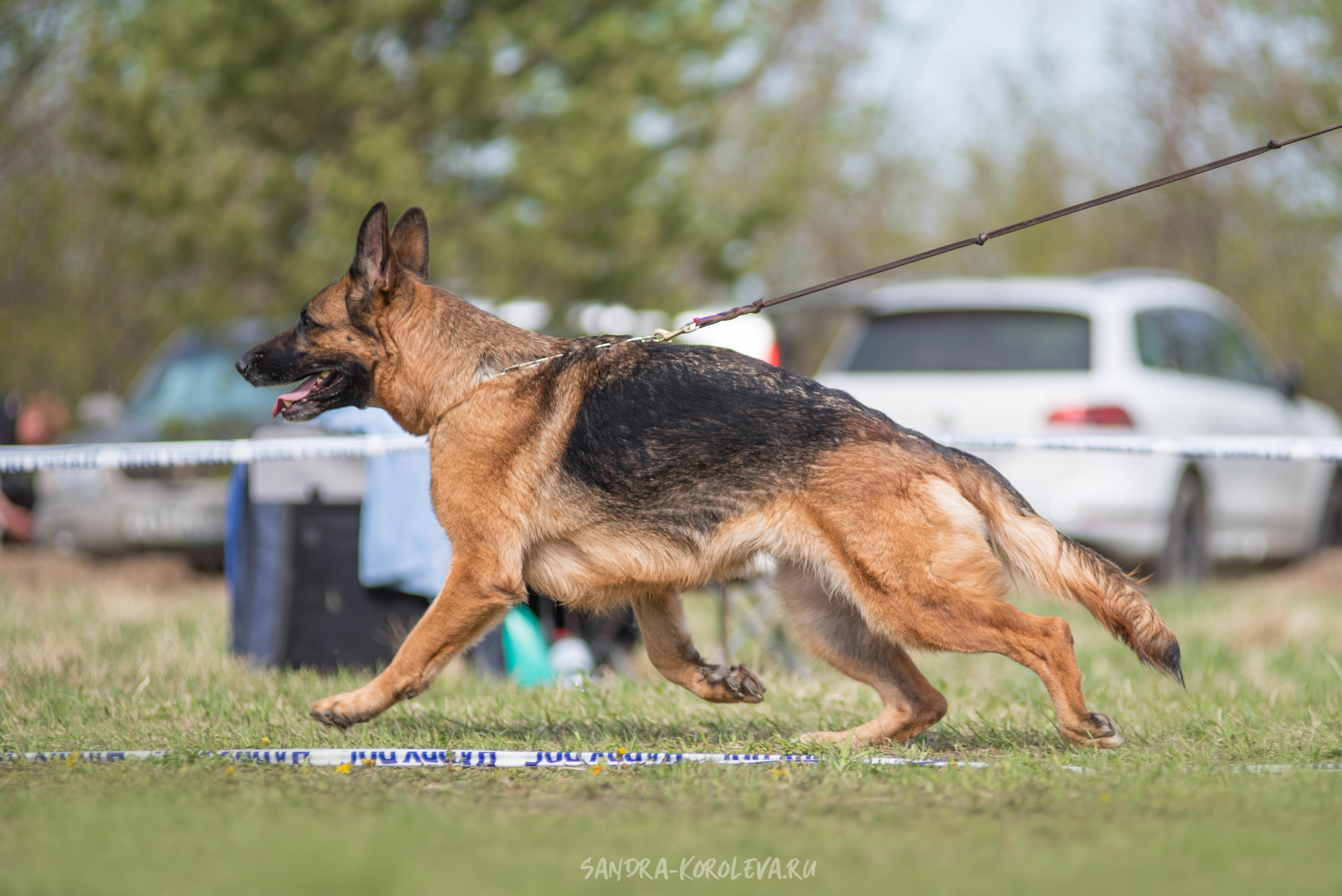 Монопородная выставка немецких овчарок 8 мая г. Челябинск. Дог-фотограф в Тюмени Александра Королева